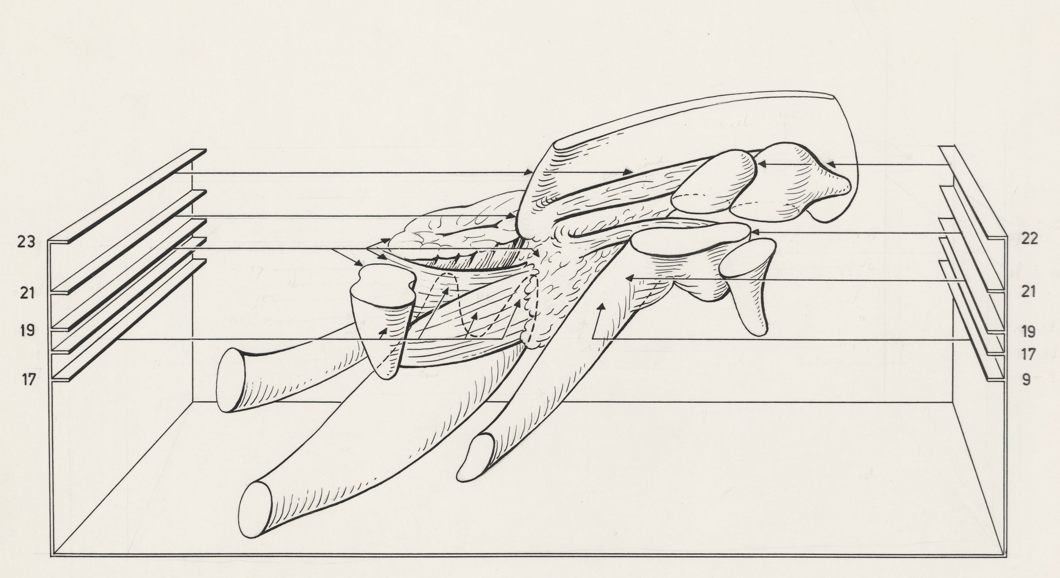 Musculoskeletal system of an embryo