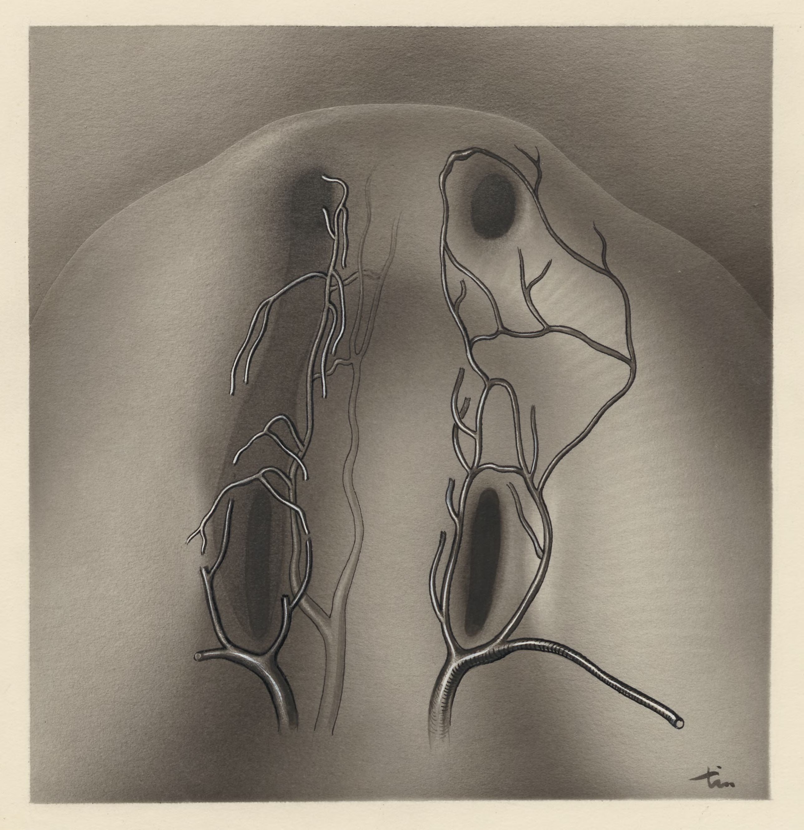 Cardiovascular system of an embryo