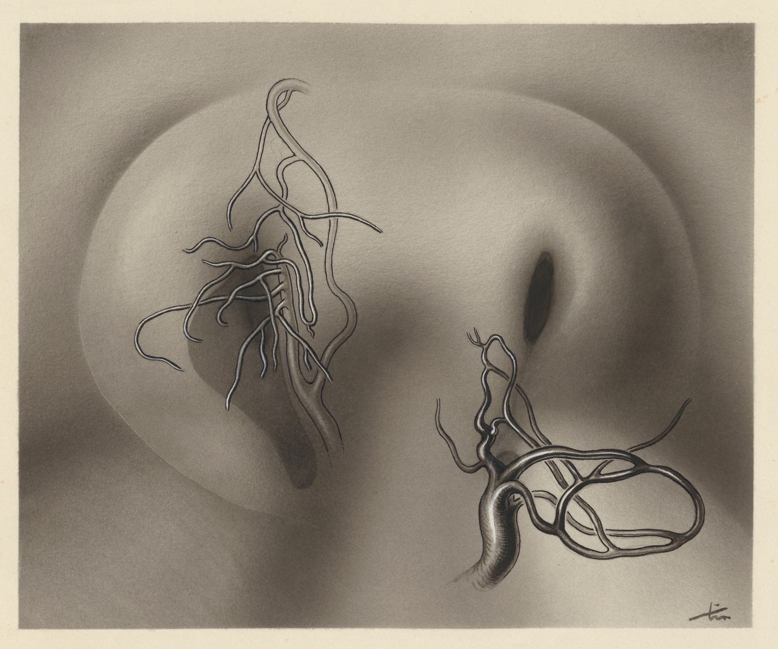 Cardiovascular system of an embryo