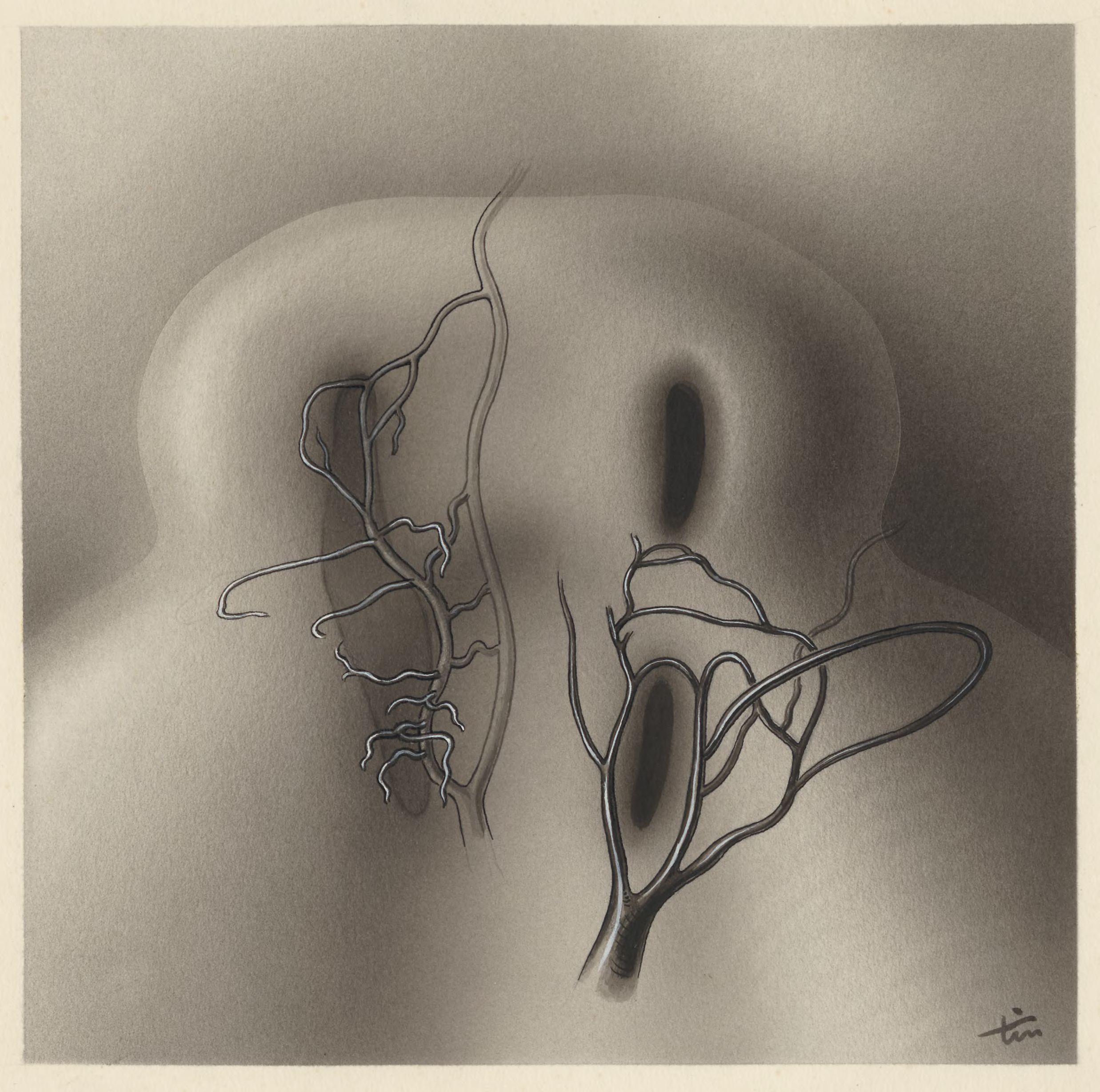 Cardiovascular system of an embryo