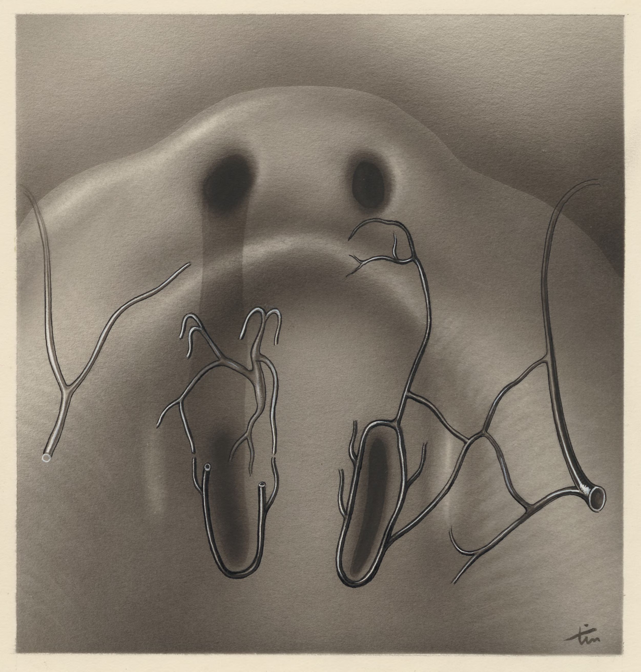 Cardiovascular system of an embryo