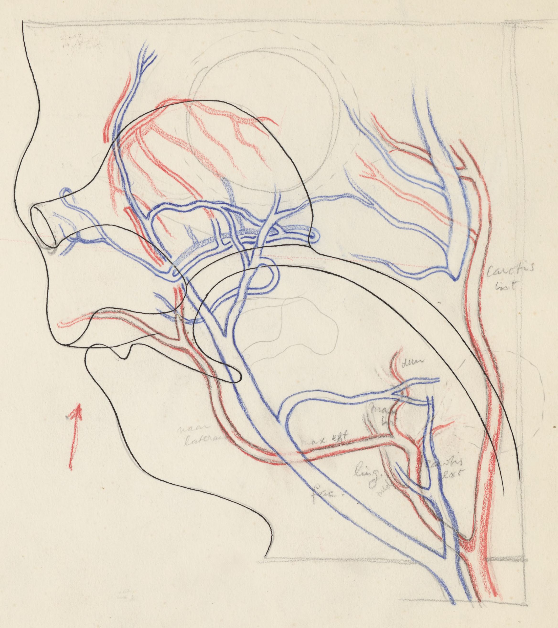 Sketch of the vascular system of the head of an embryo