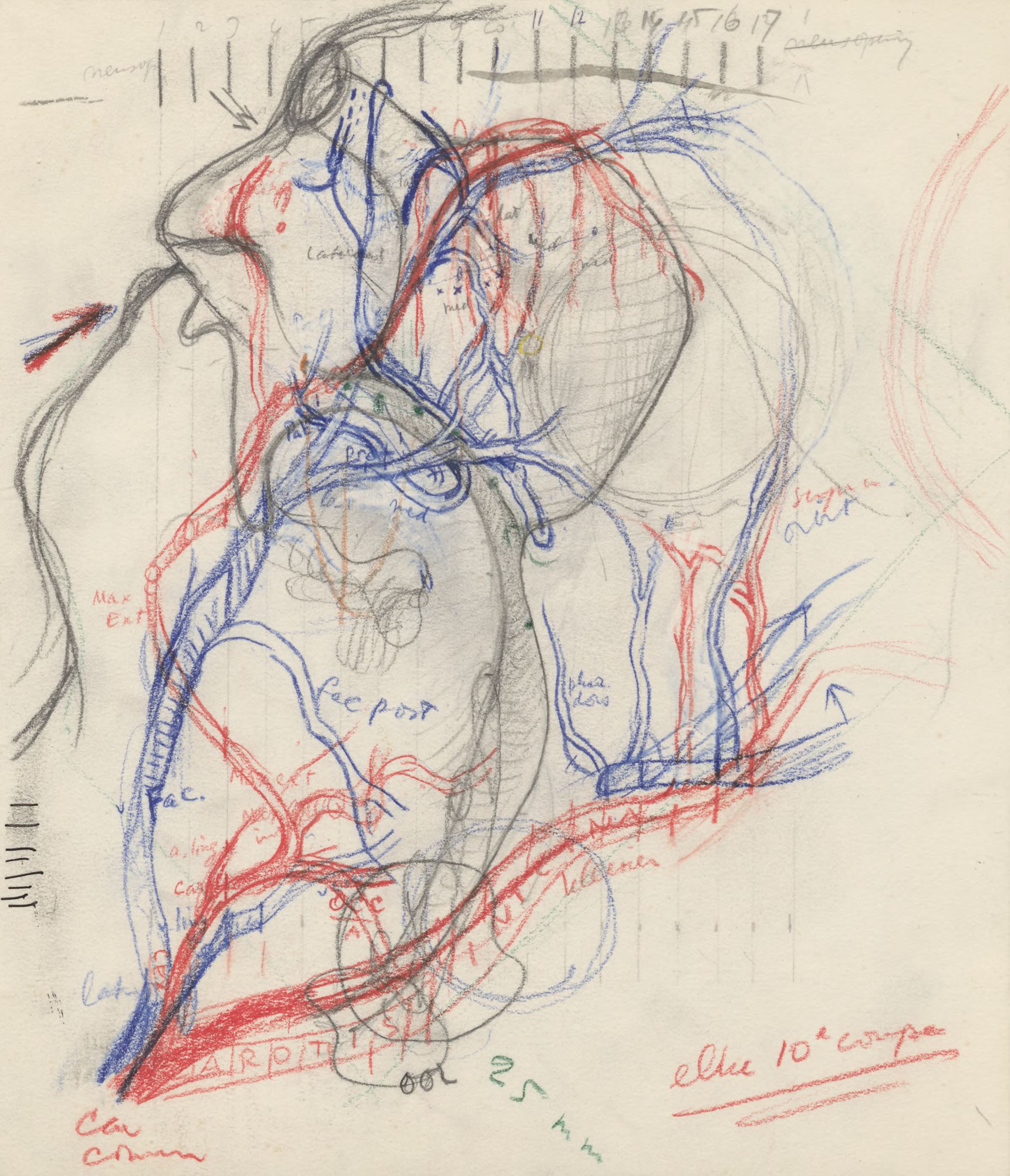 Sketch of the vascular system of the head of an embryo