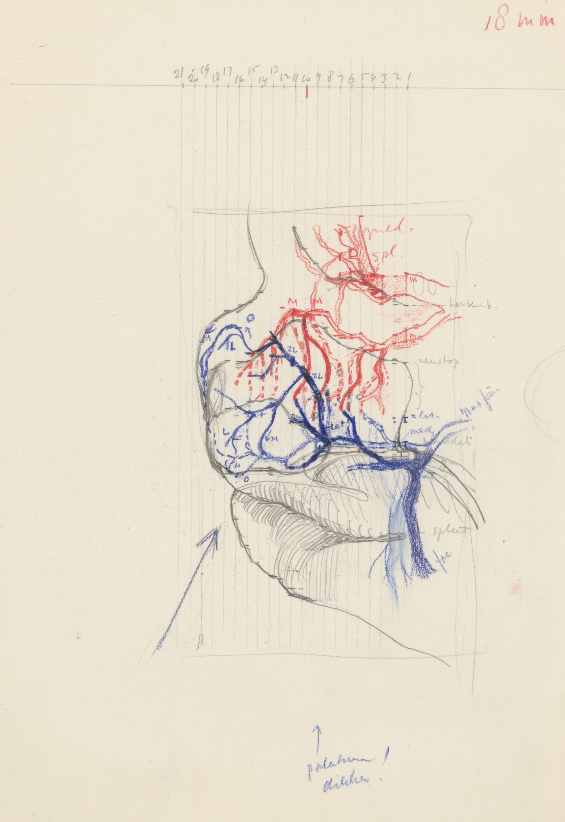 Sketch of the vascular system of the head of an embryo