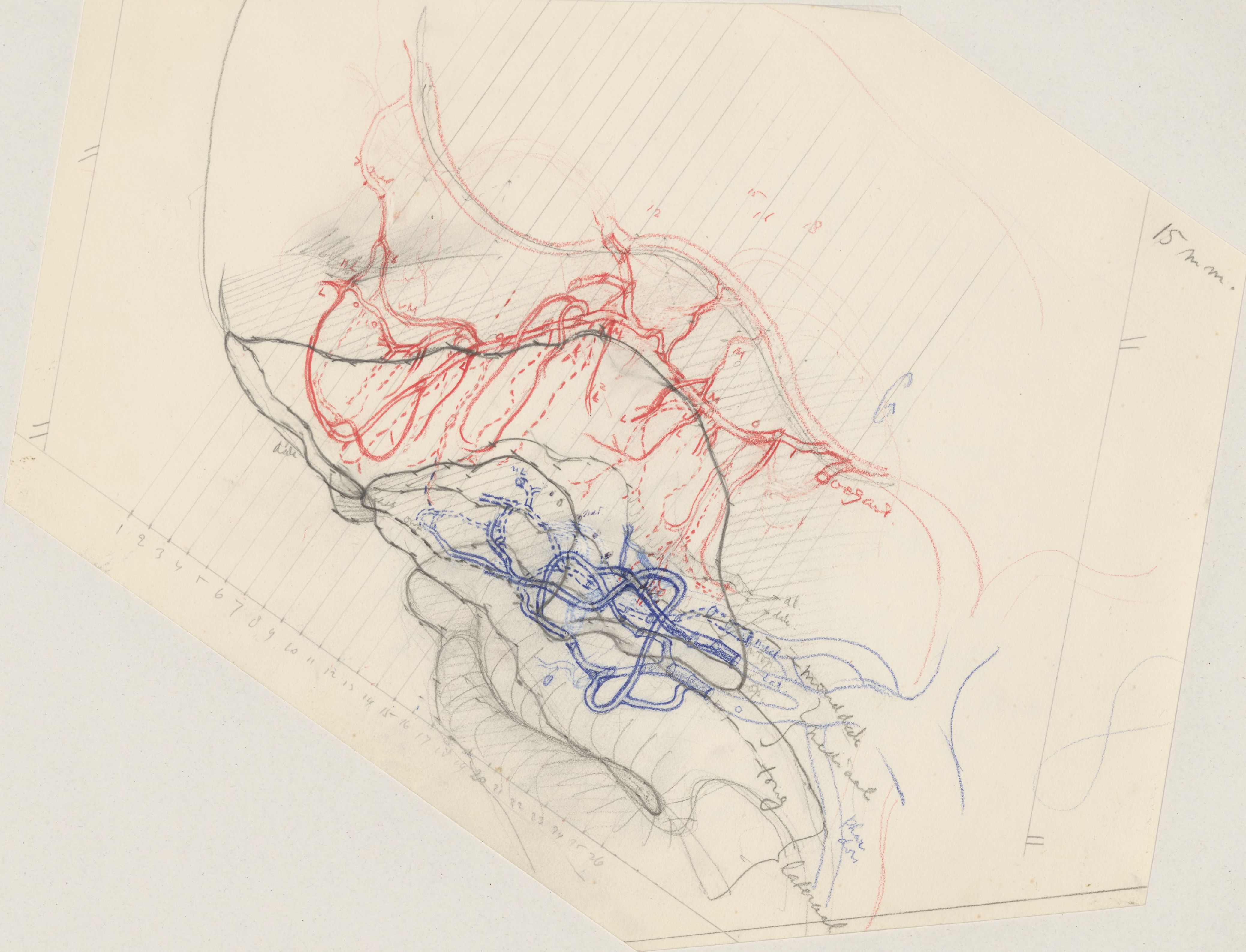 Sketch of the vascular system of the head of an embryo