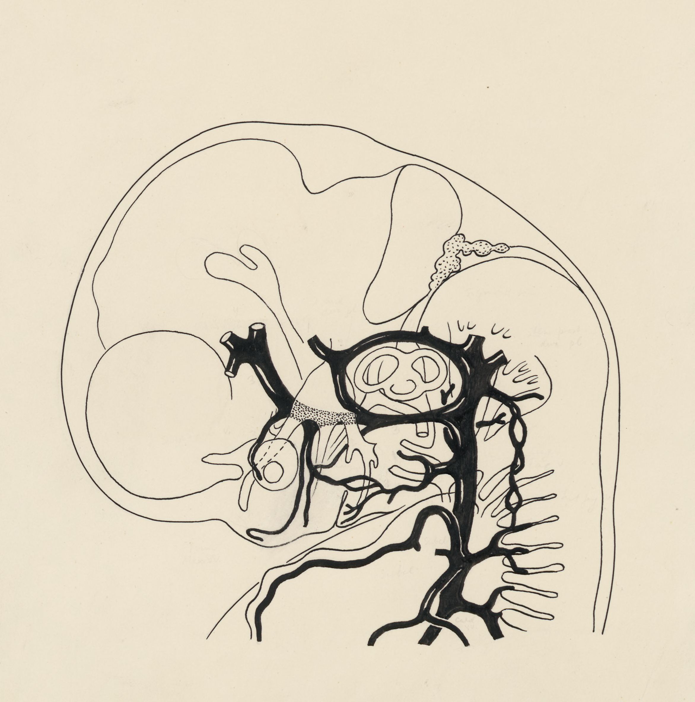 Cardiovascular system of an embryo