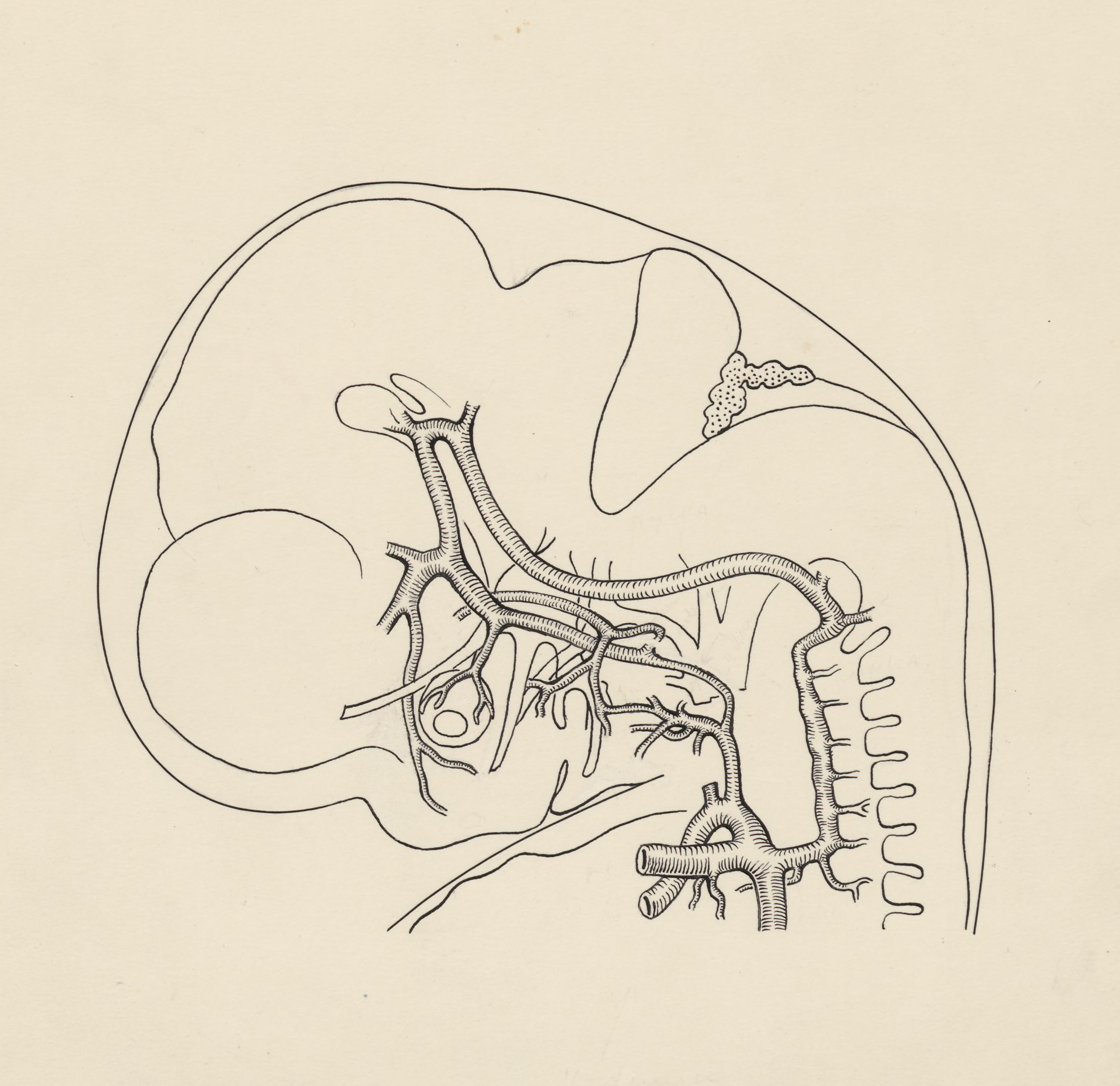 Cardiovascular system of an embryo