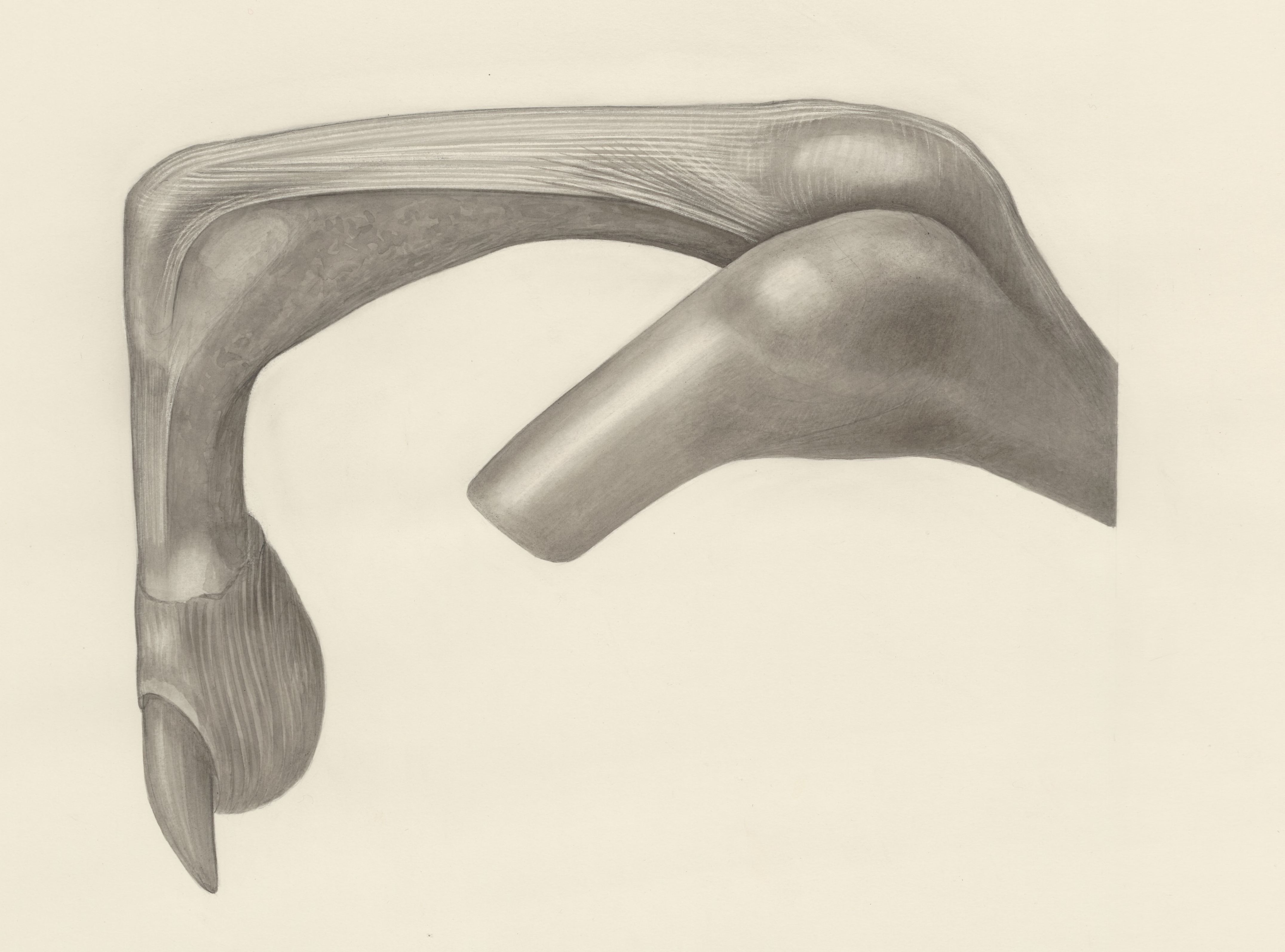 Muscular tissue of a mammal's finger