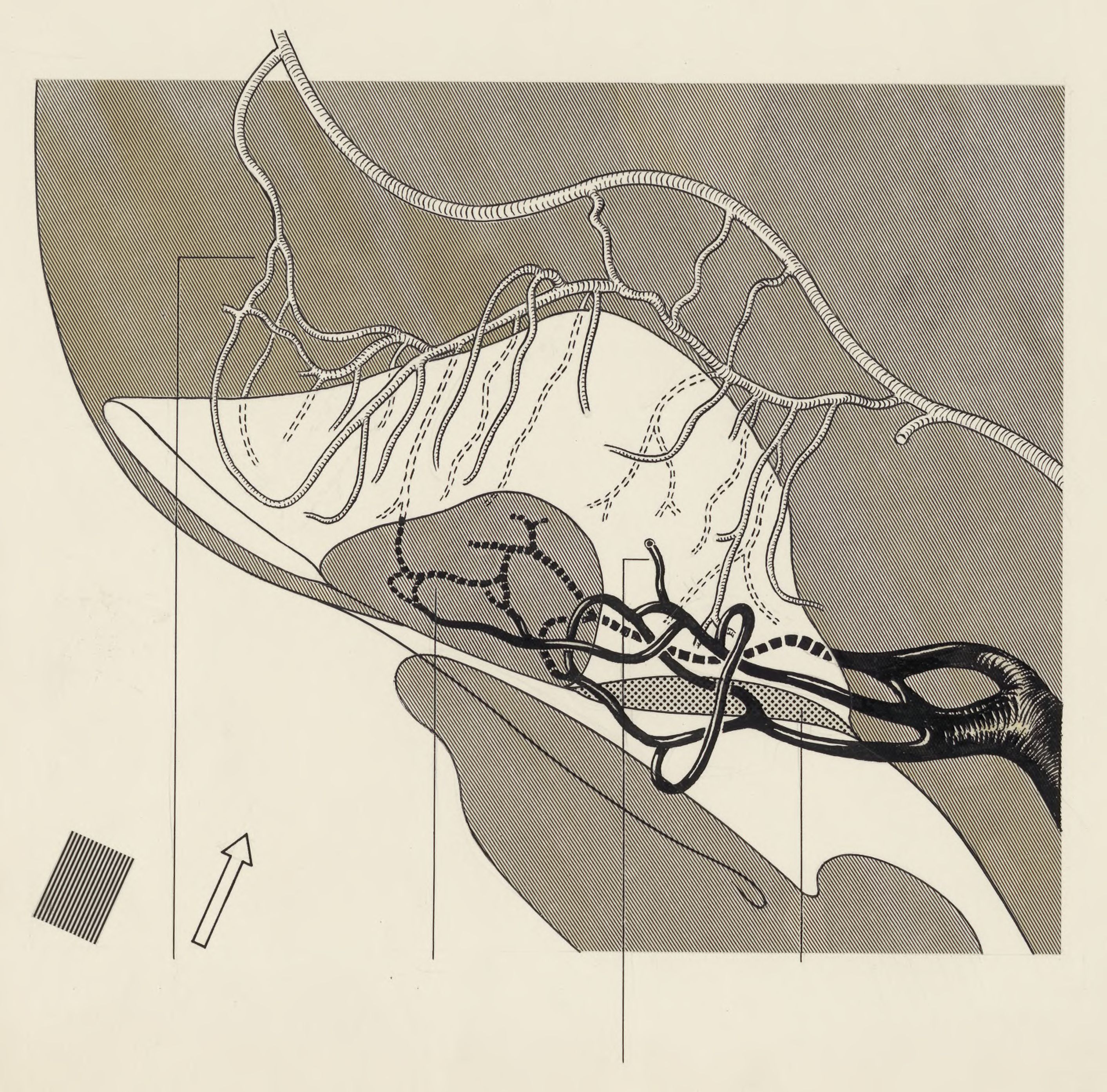 Cardiovascular system of an embryo