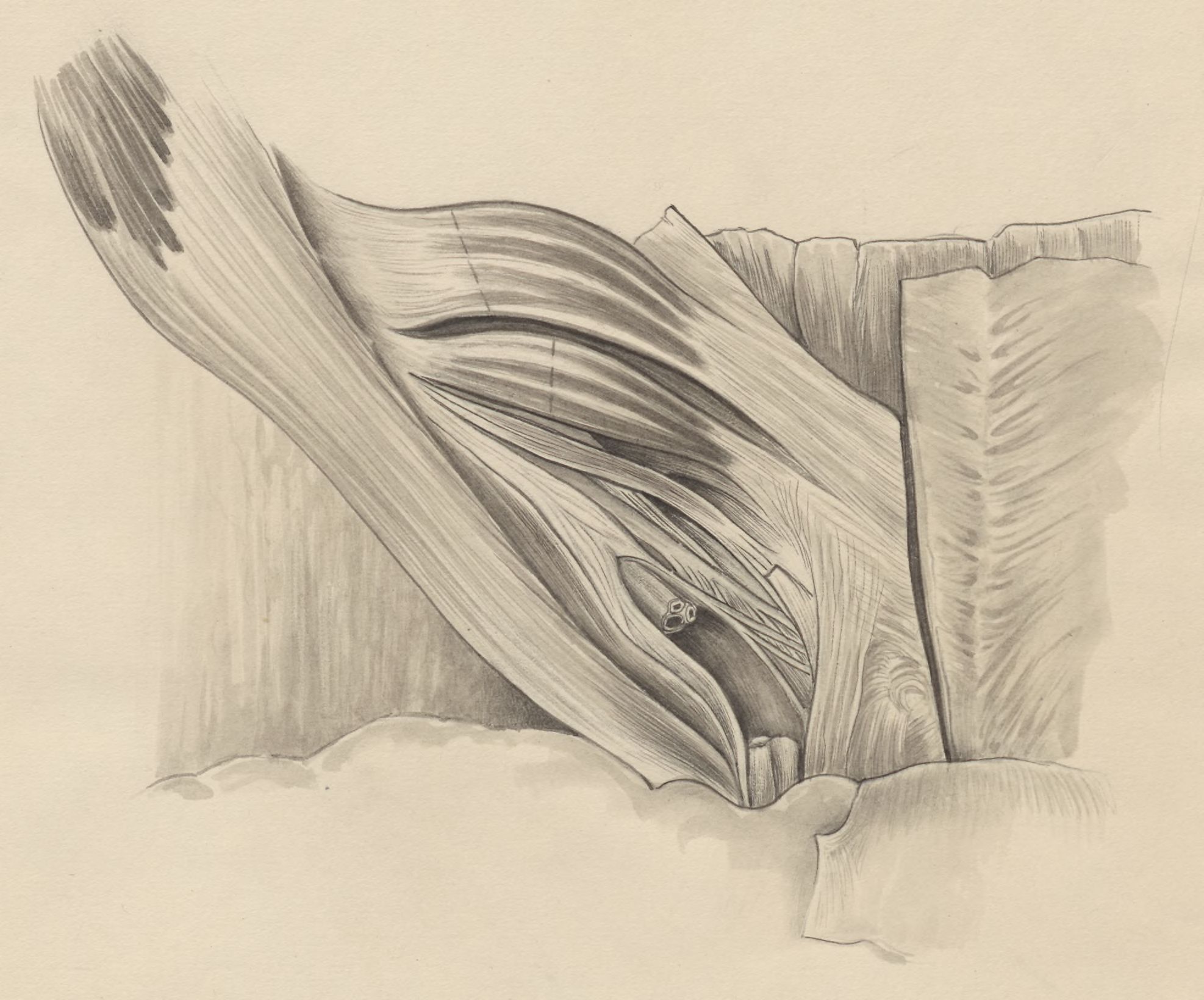 Tissue of the inguinal