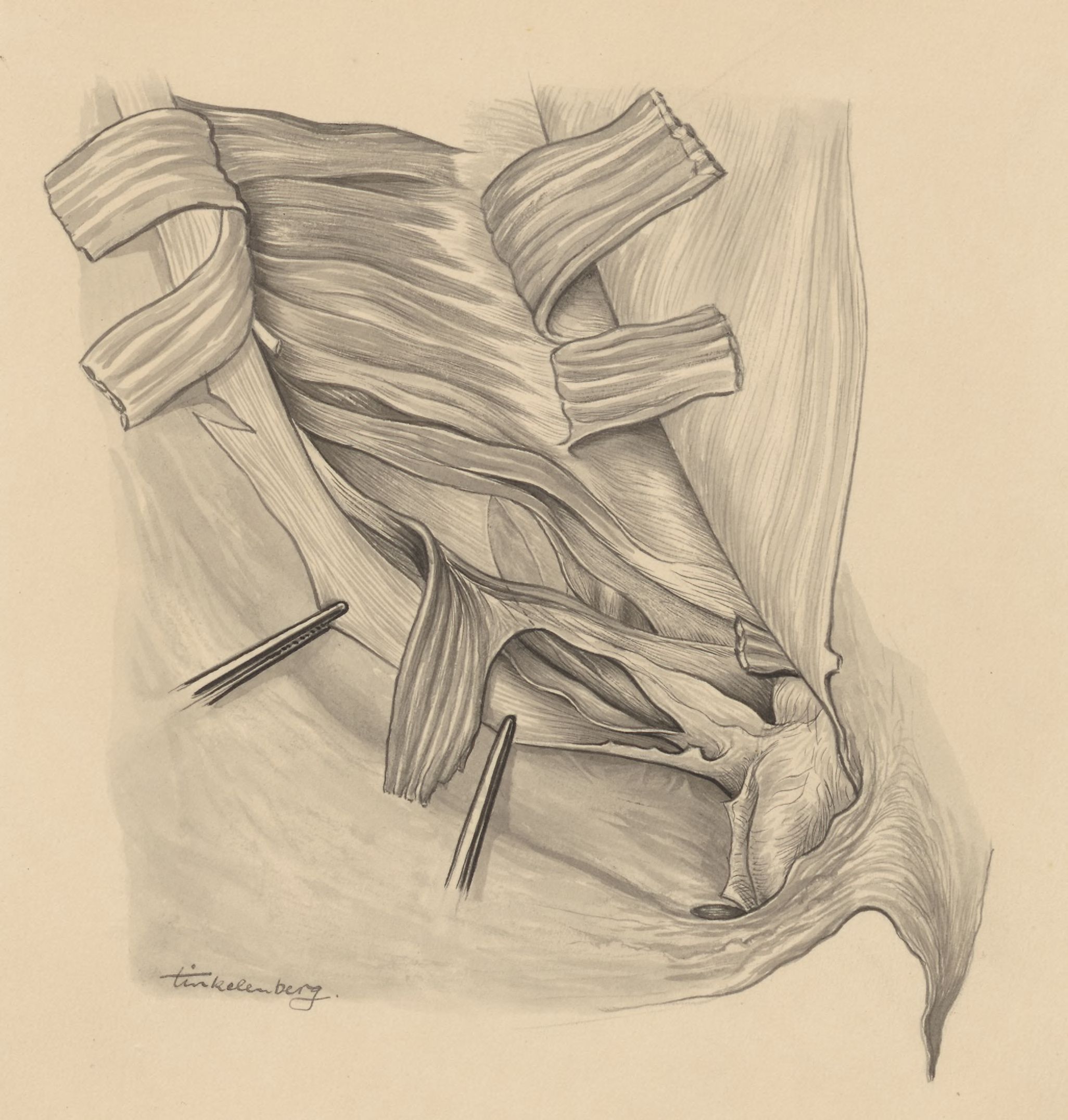 Tissue of the inguinal