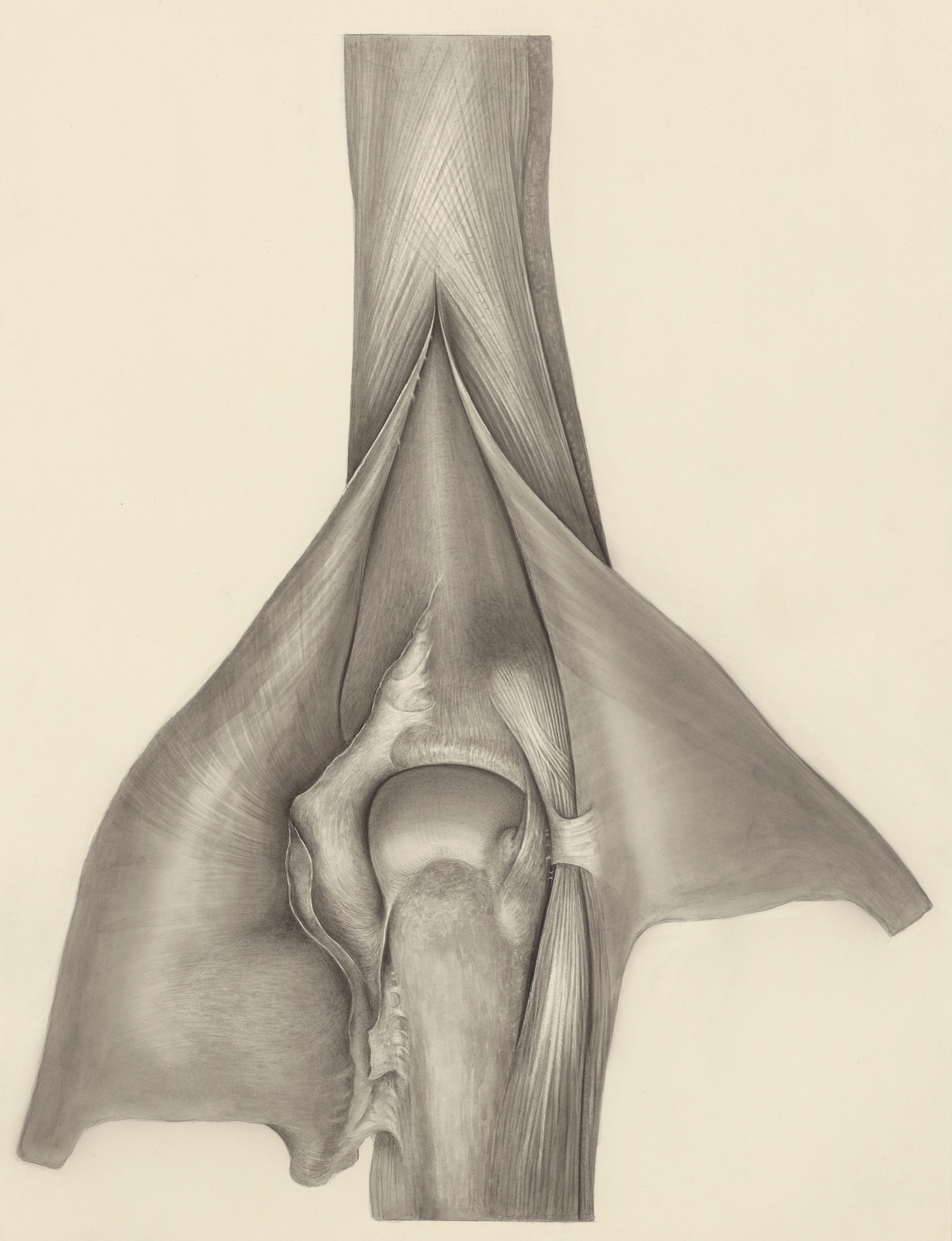 Muscular tissue of a mammal's finger