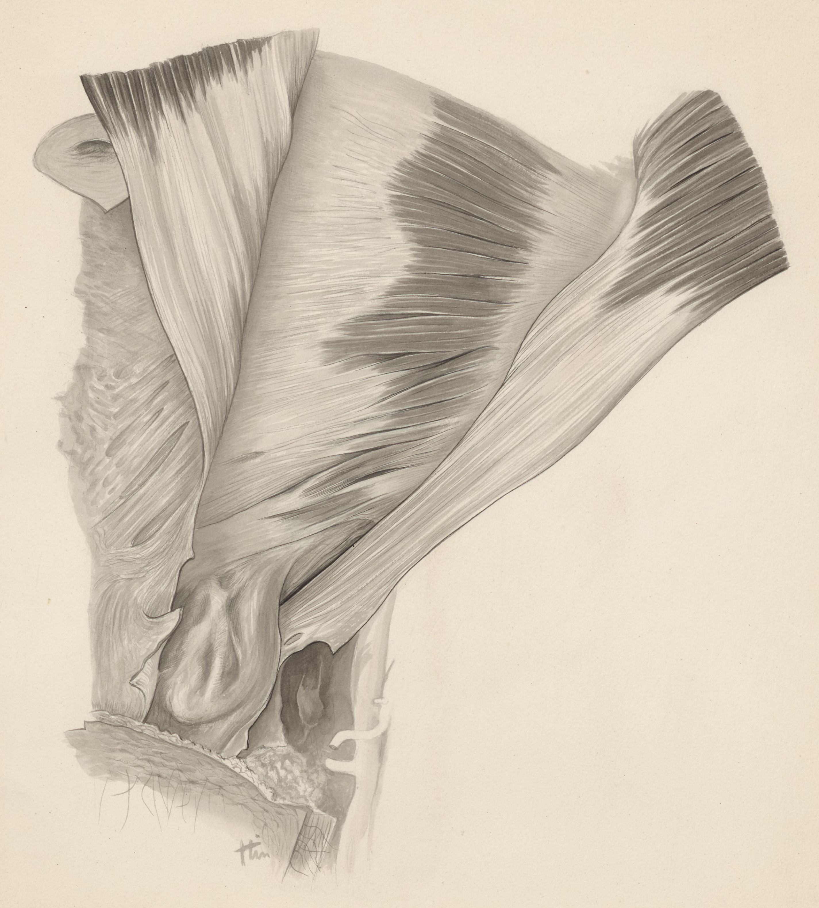 Tissue of the inguinal