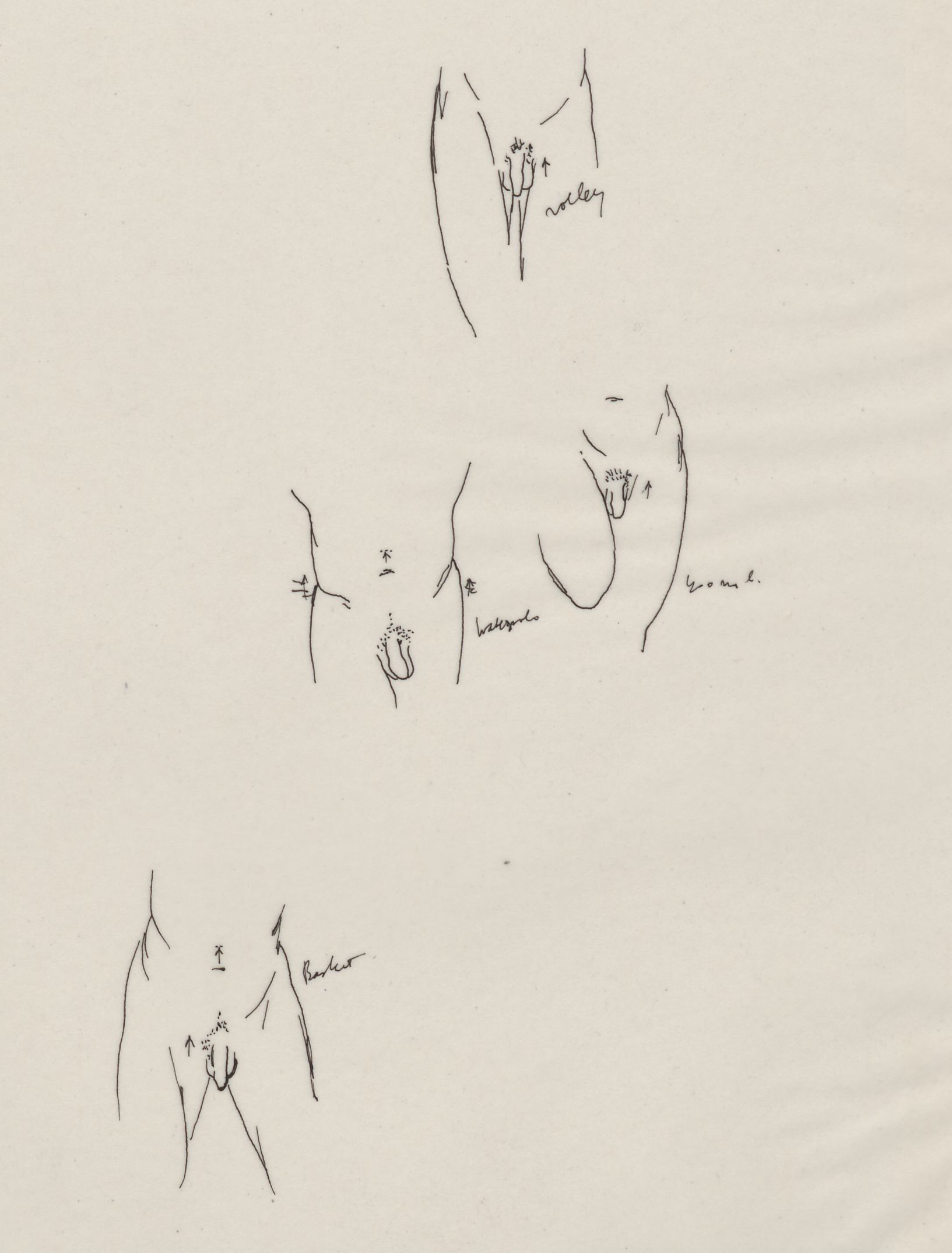Physique of sporting figures