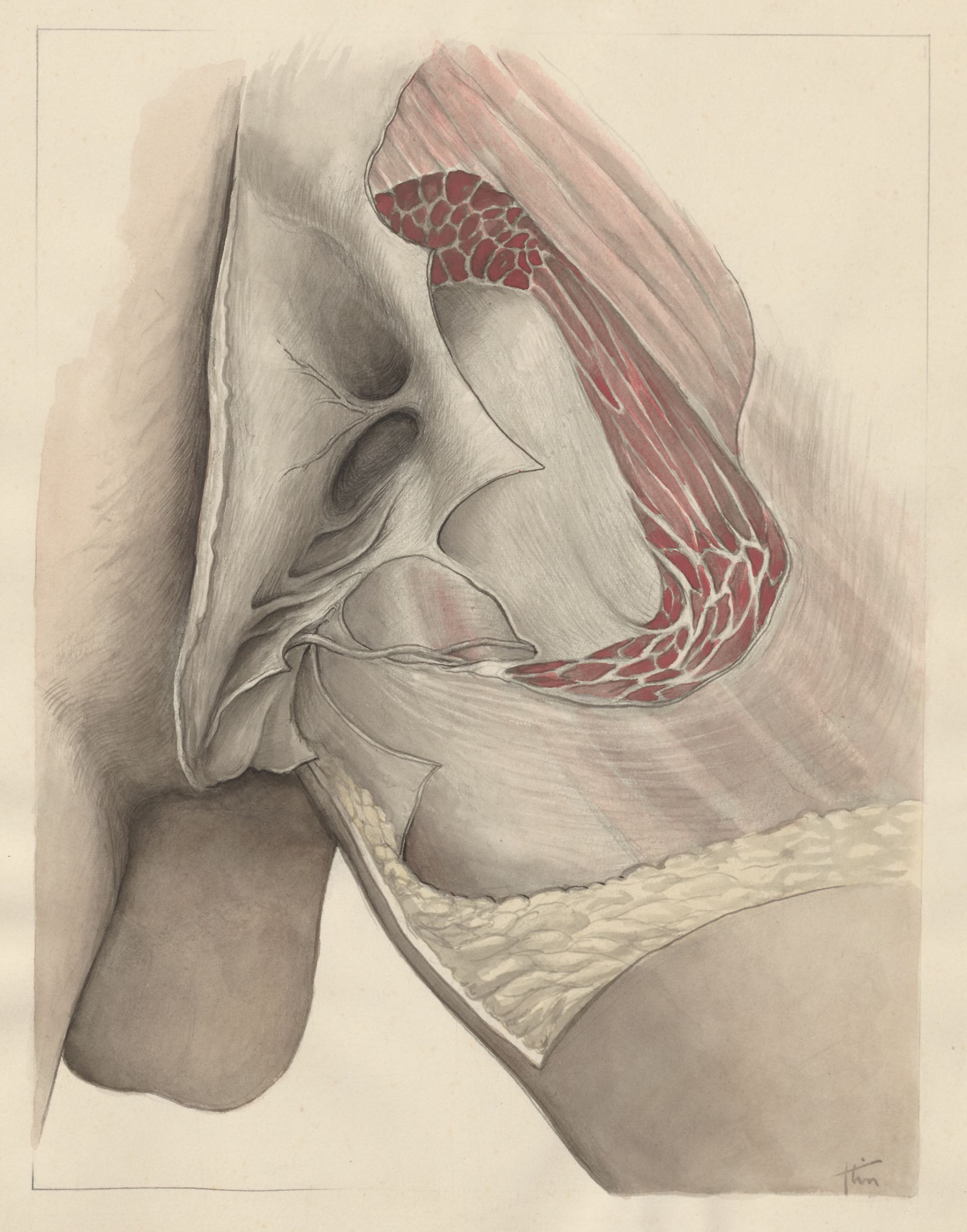 Tissue of the buttocks