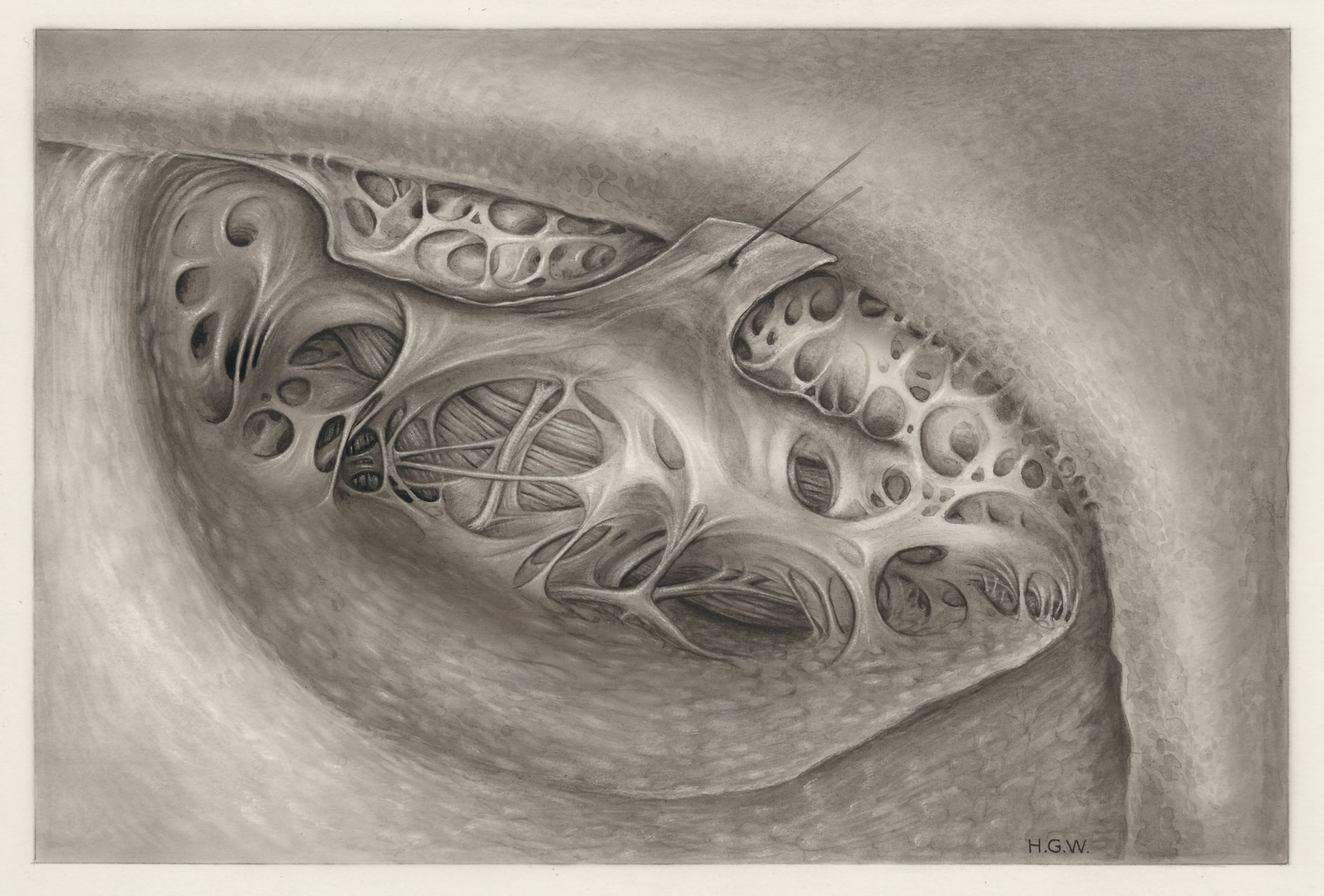 Tissue of the buttocks