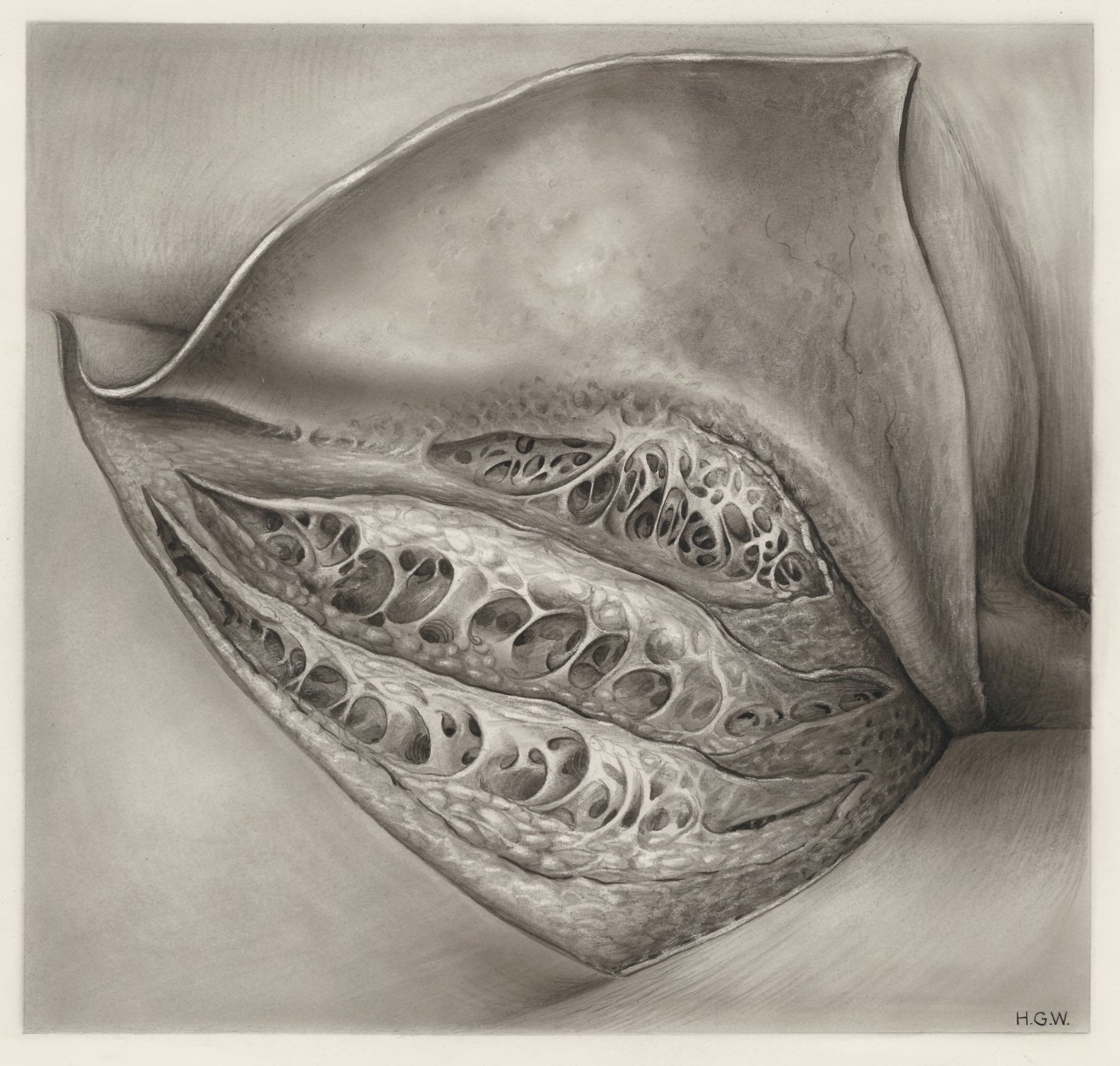 Tissue of the buttocks