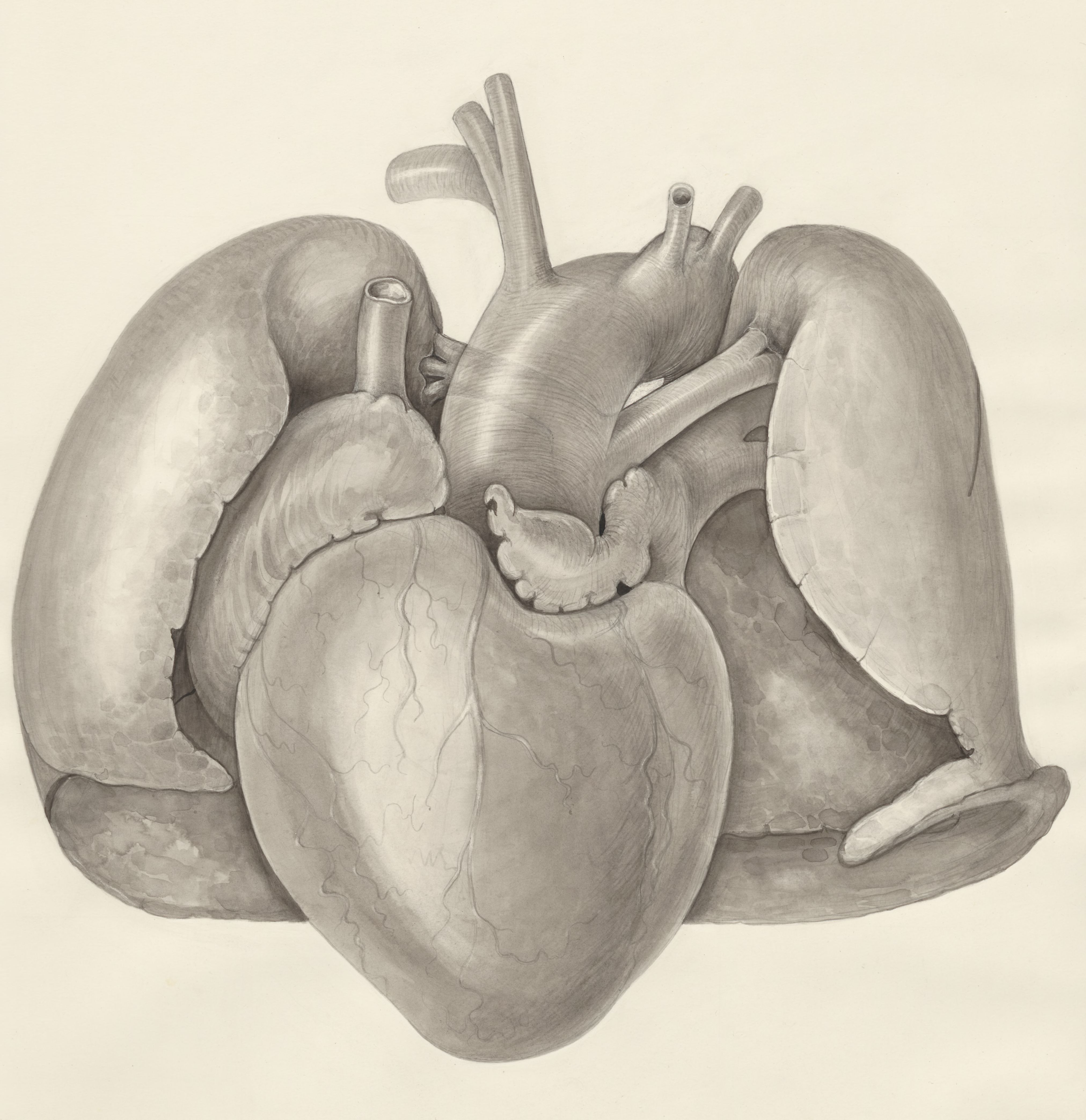Heart