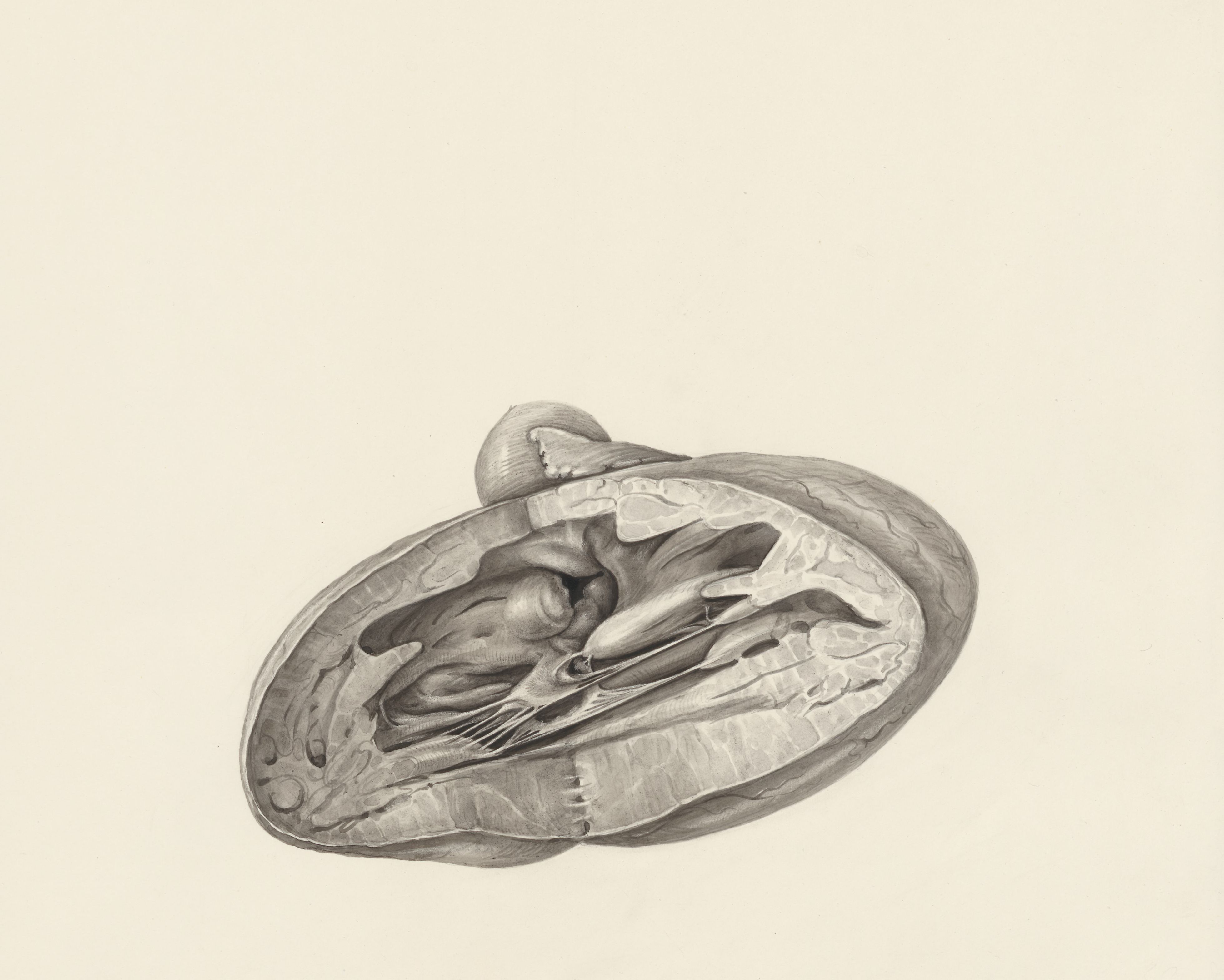 Cross section of a heart