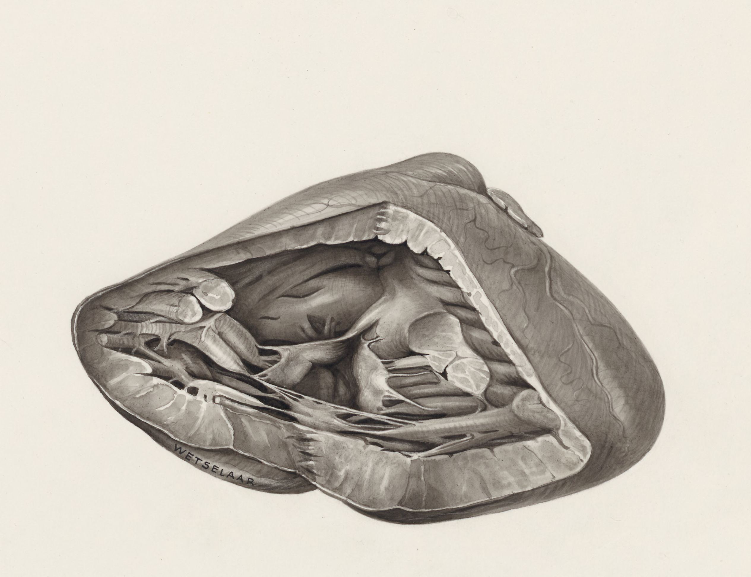 Cross section of a heart