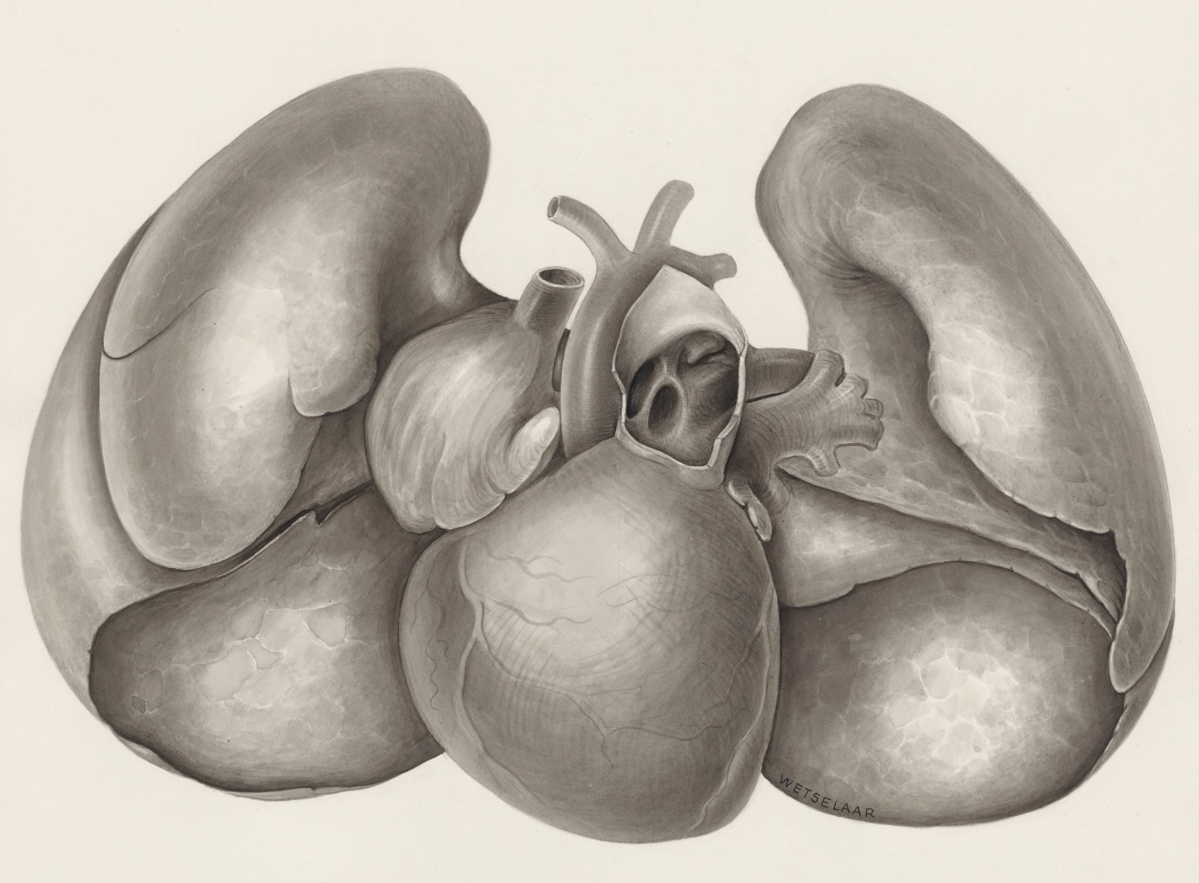 Heart and adjacent organs