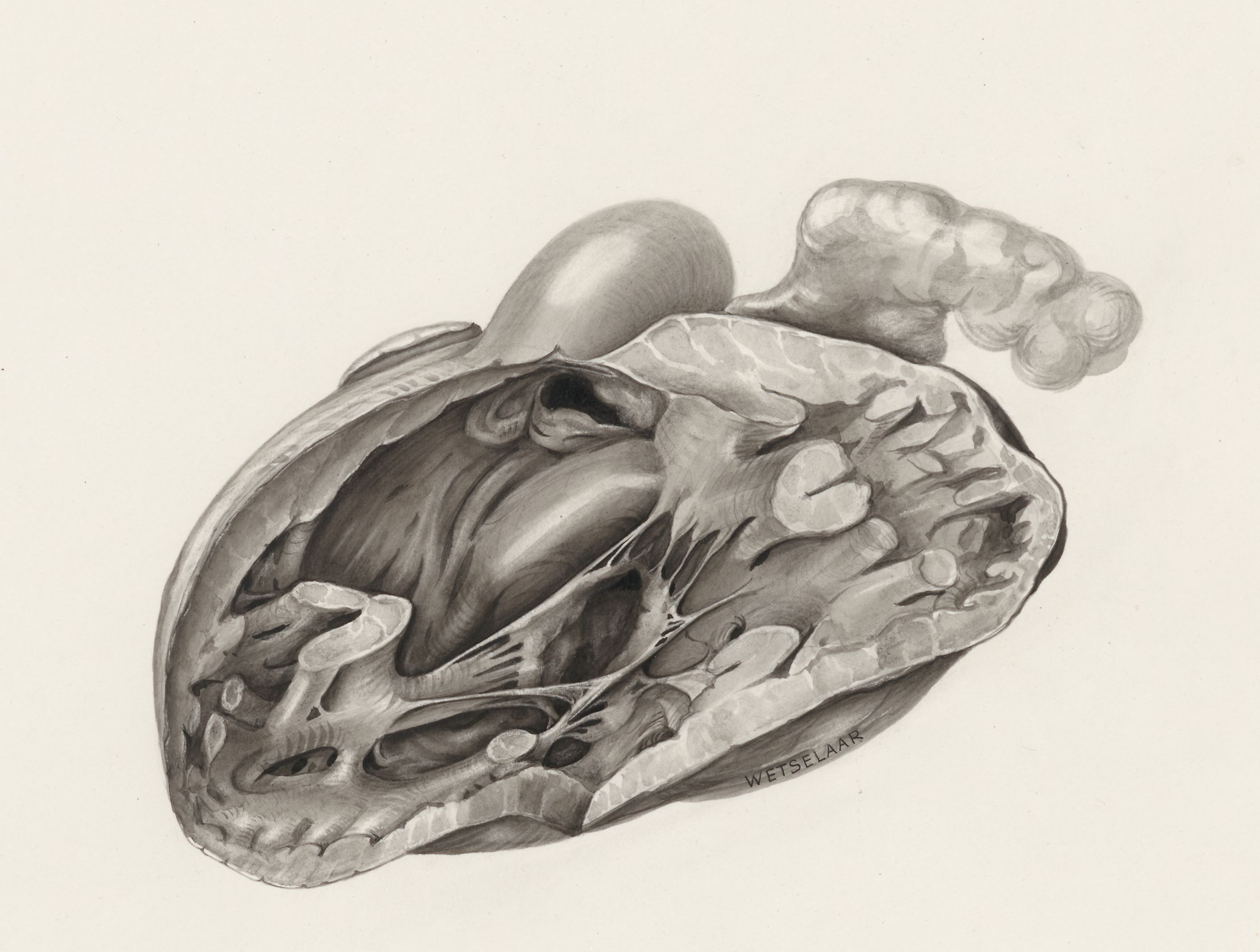 Cross section of a heart
