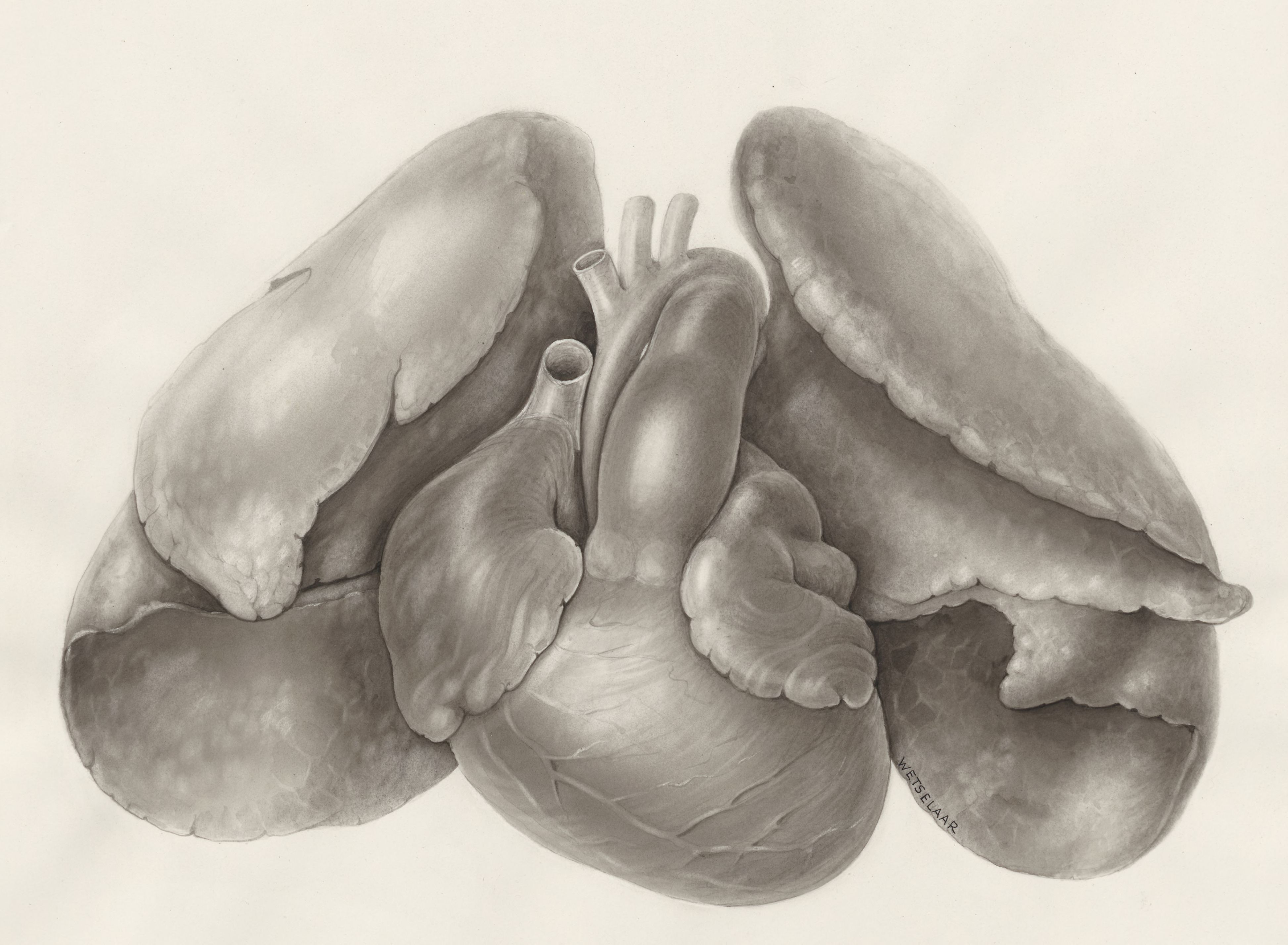Heart and adjacent organs