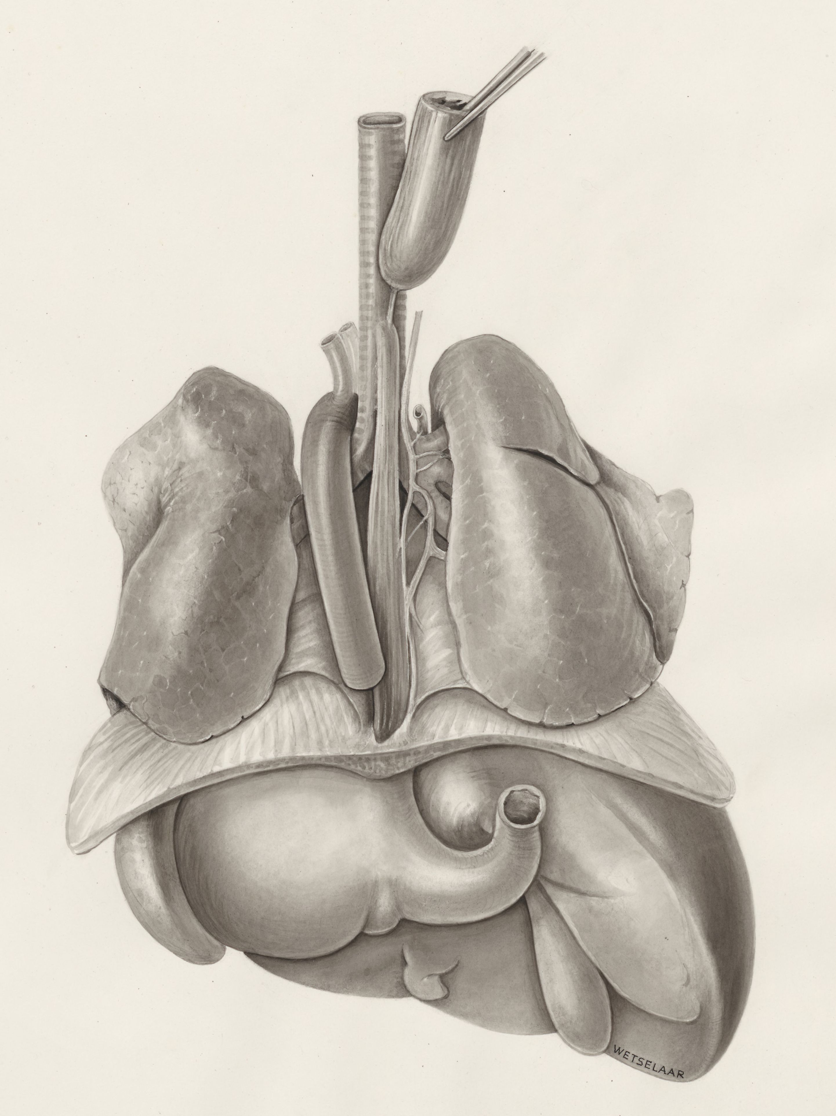 Heart and adjacent organs
