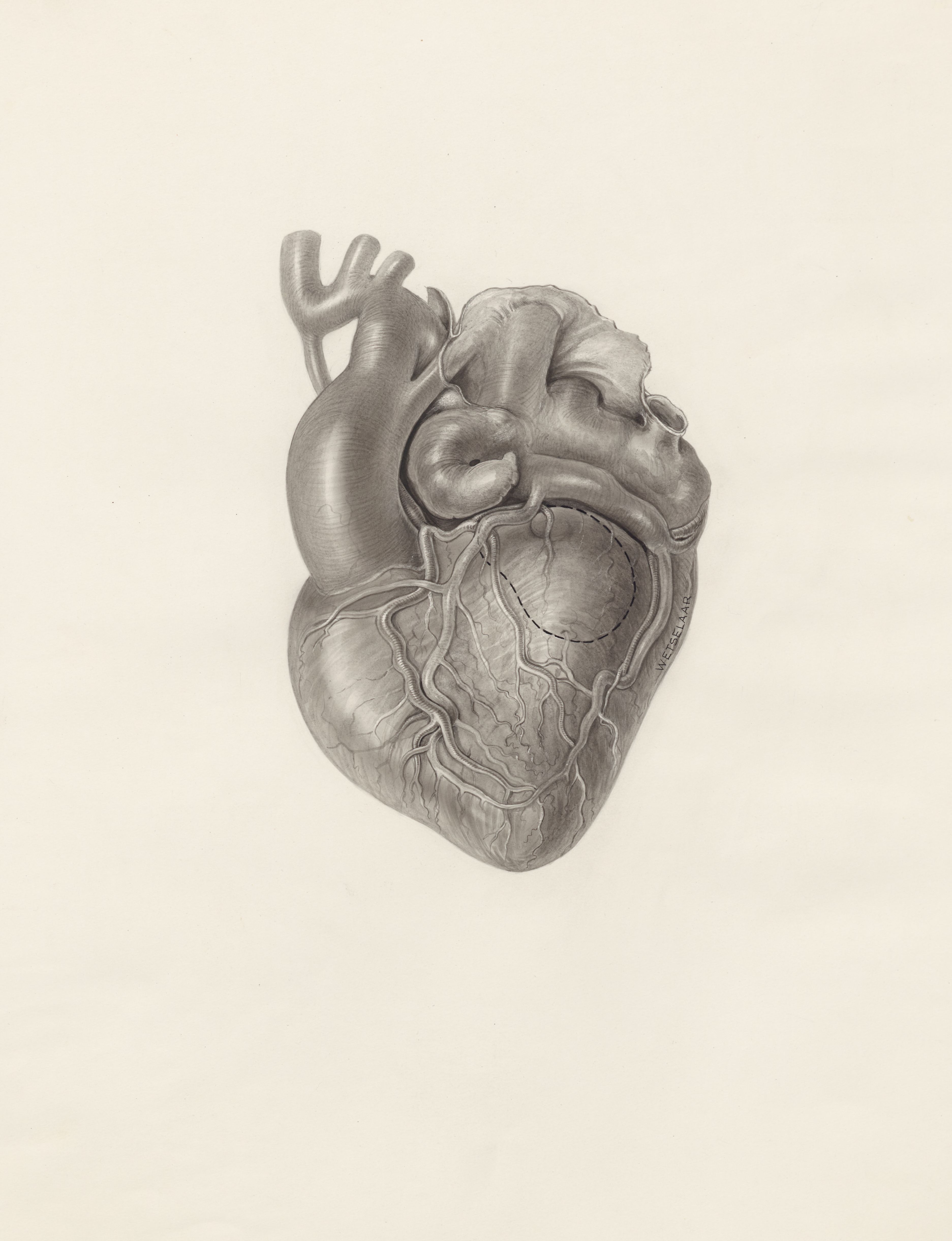 Cardiovascular system