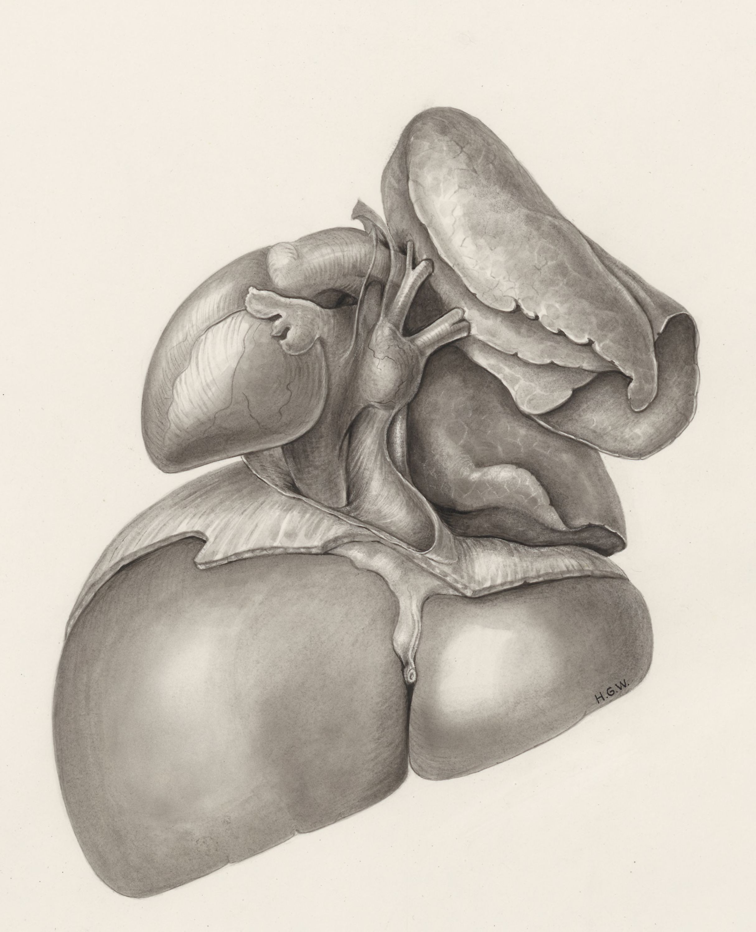 Heart and adjacent organs