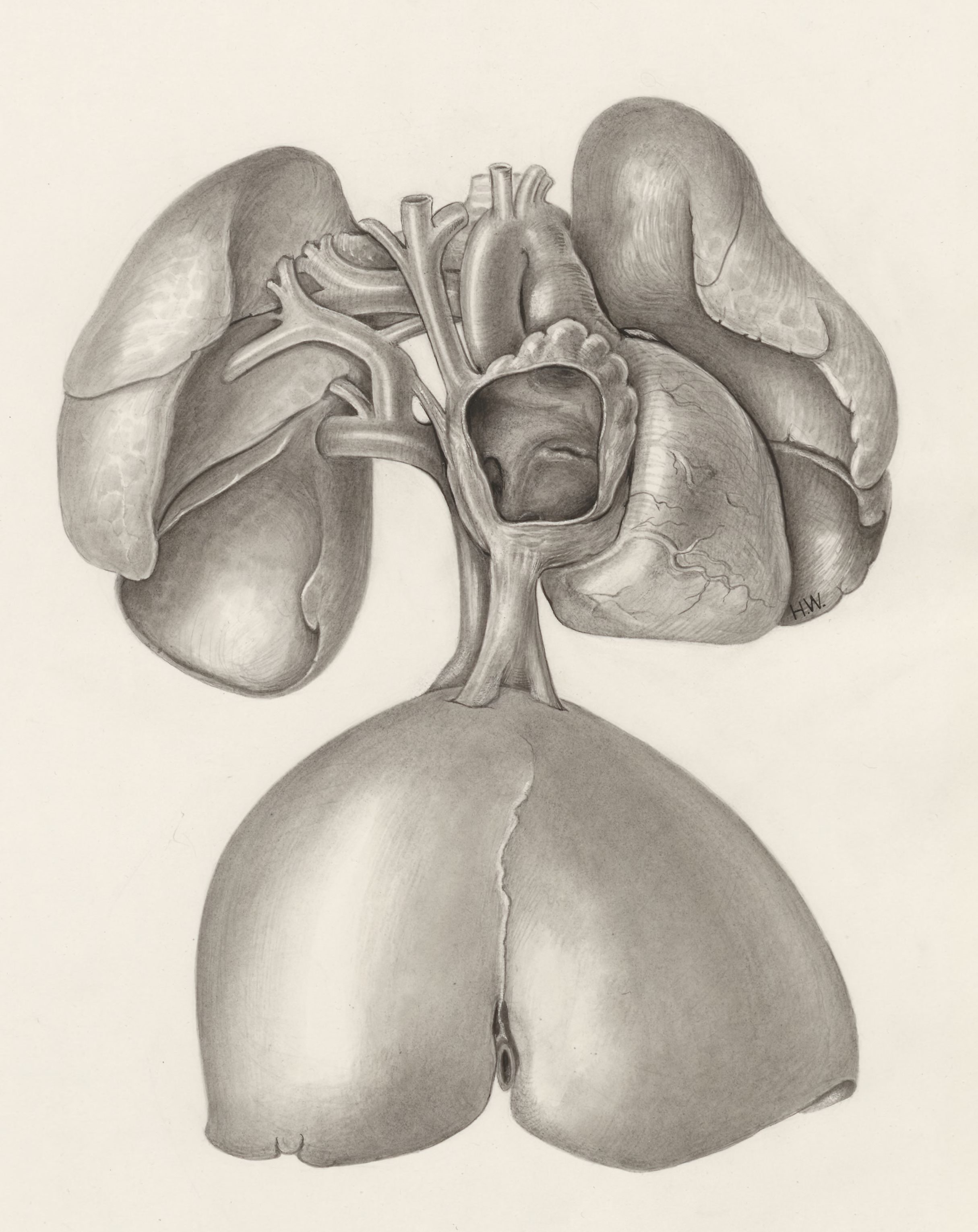 Heart and adjacent organs