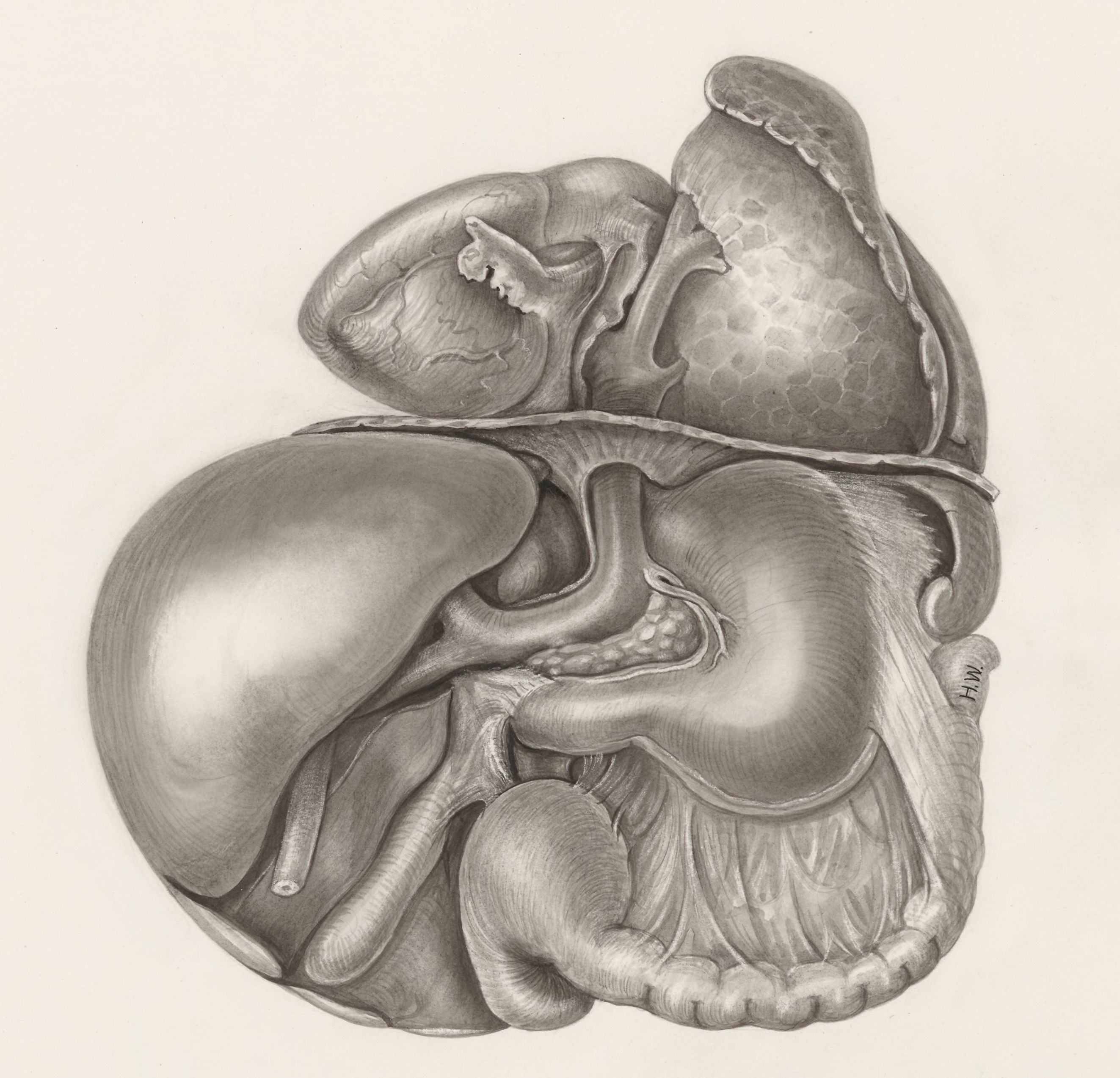 Heart and adjacent organs