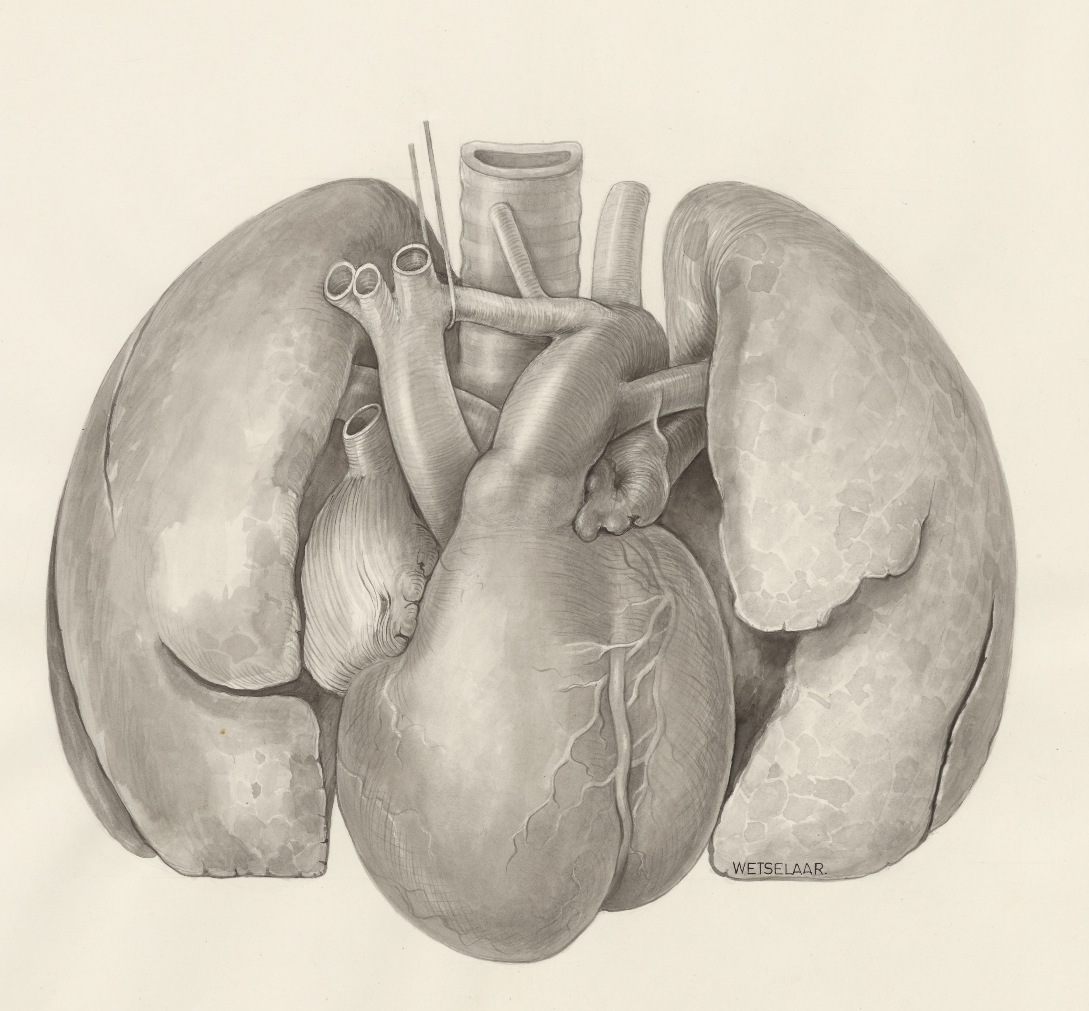 Heart and adjacent organs