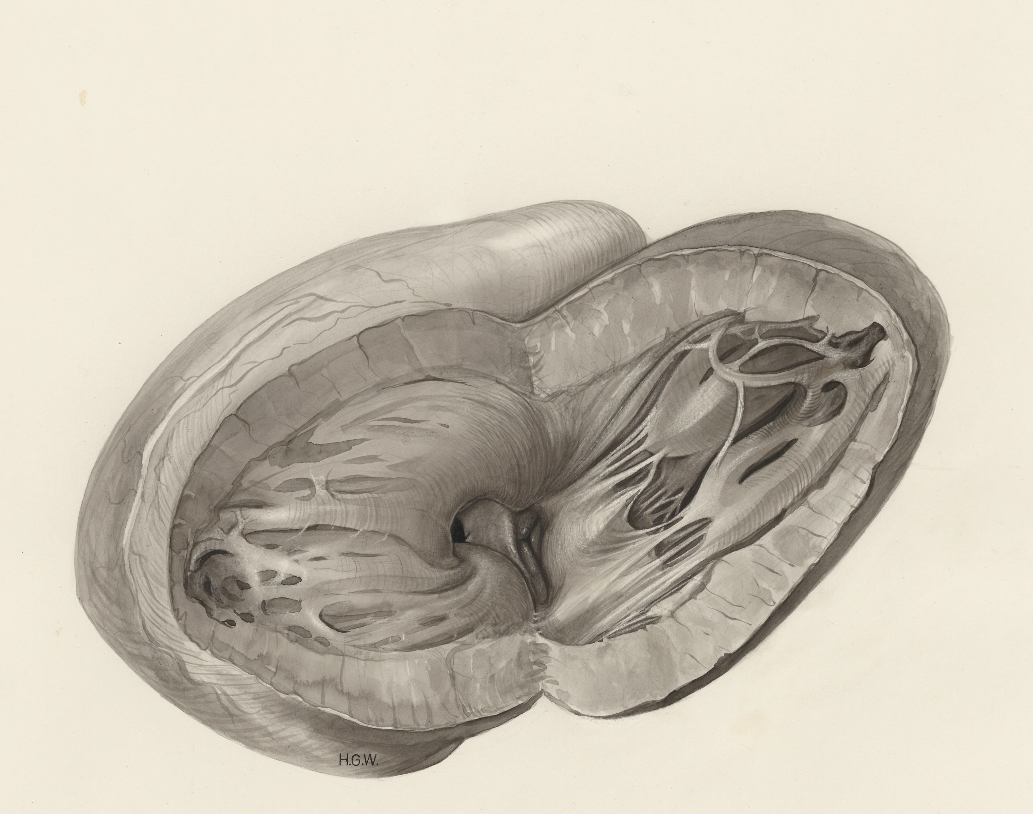 Heart and adjacent organs