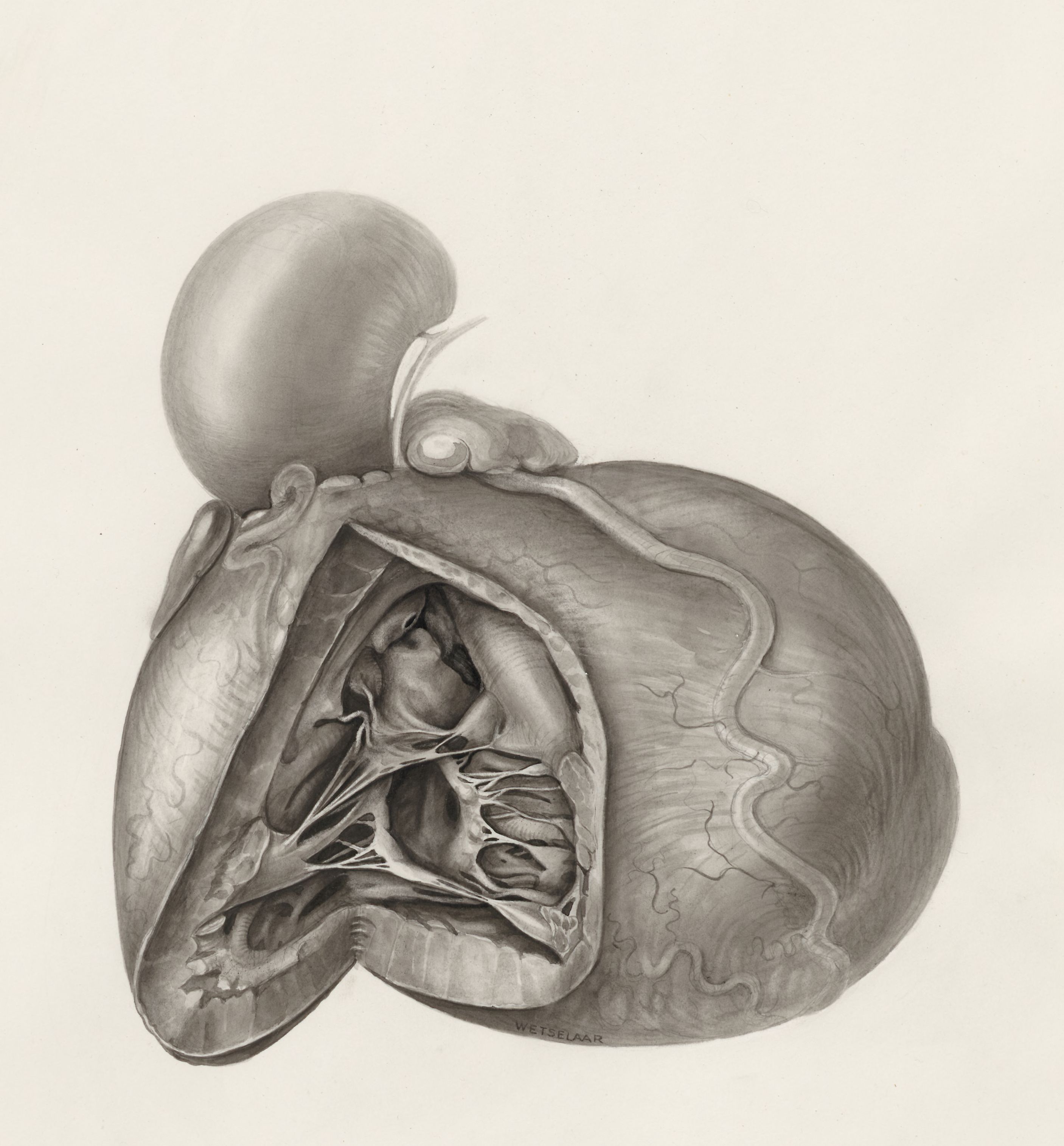 Heart and adjacent organs