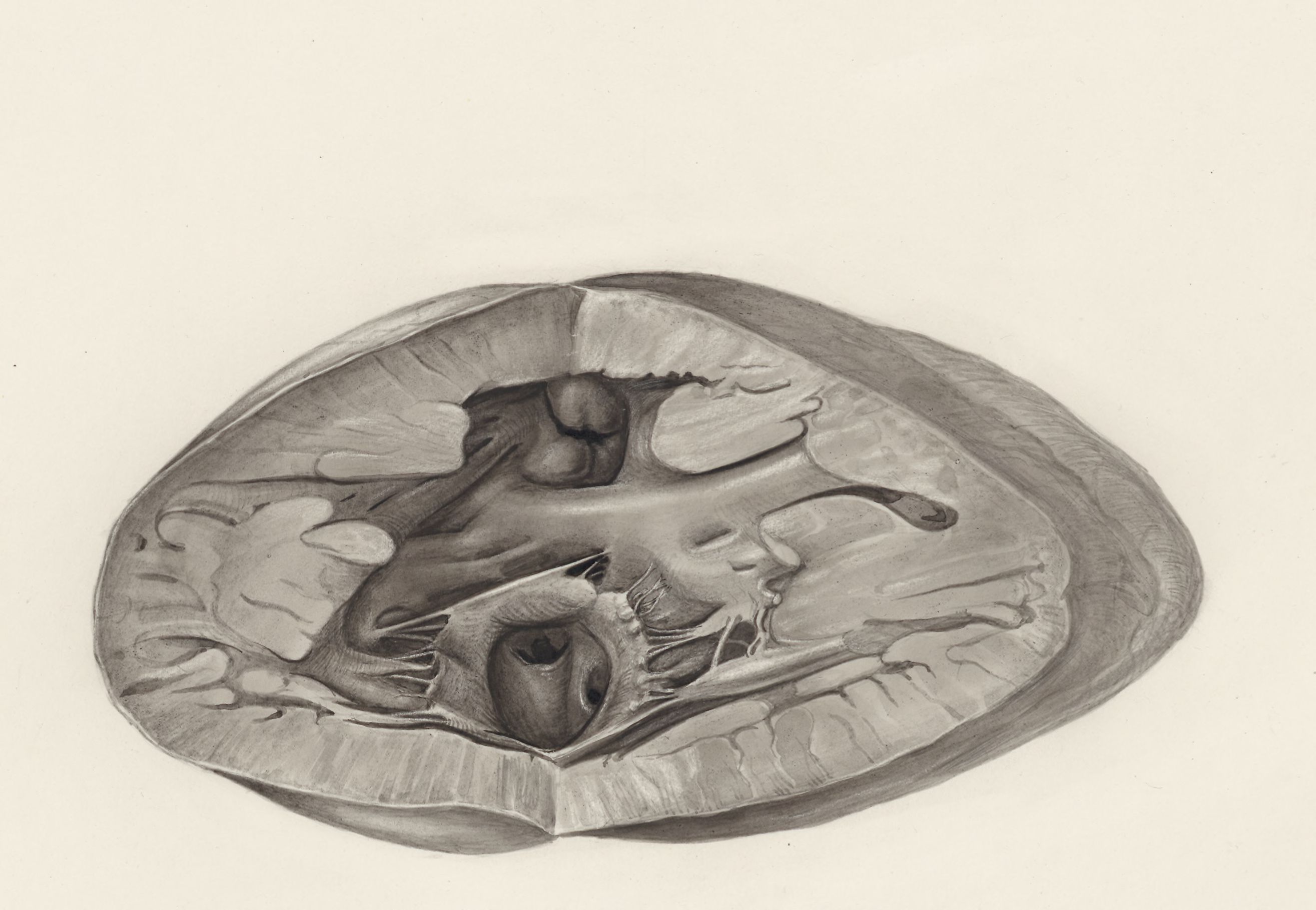 Heart and adjacent organs