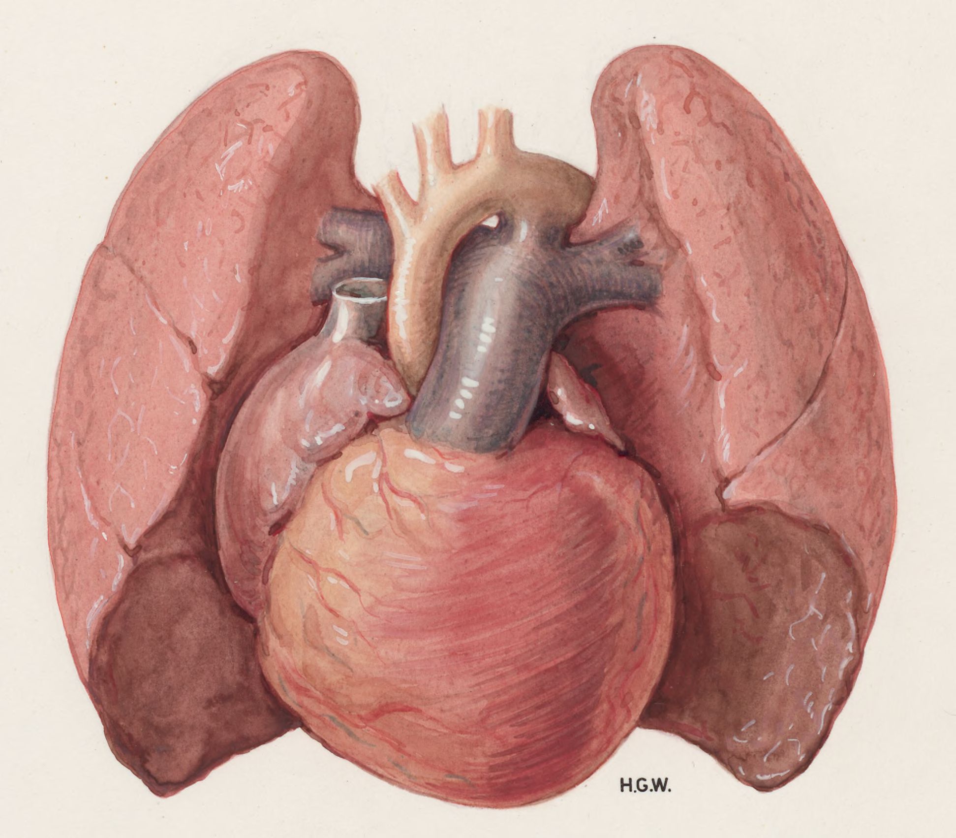 Heart and adjacent organs