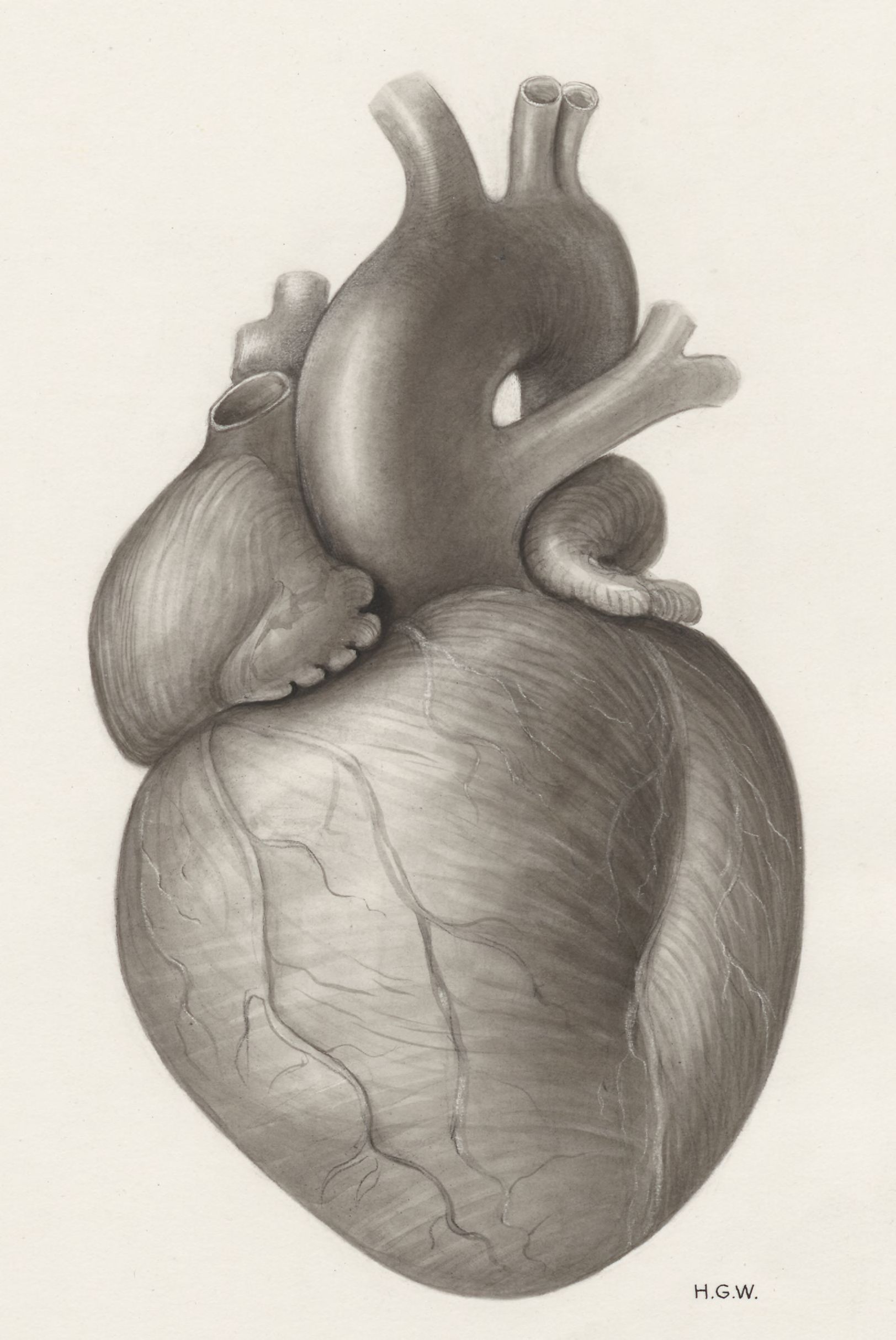 Heart and adjacent organs