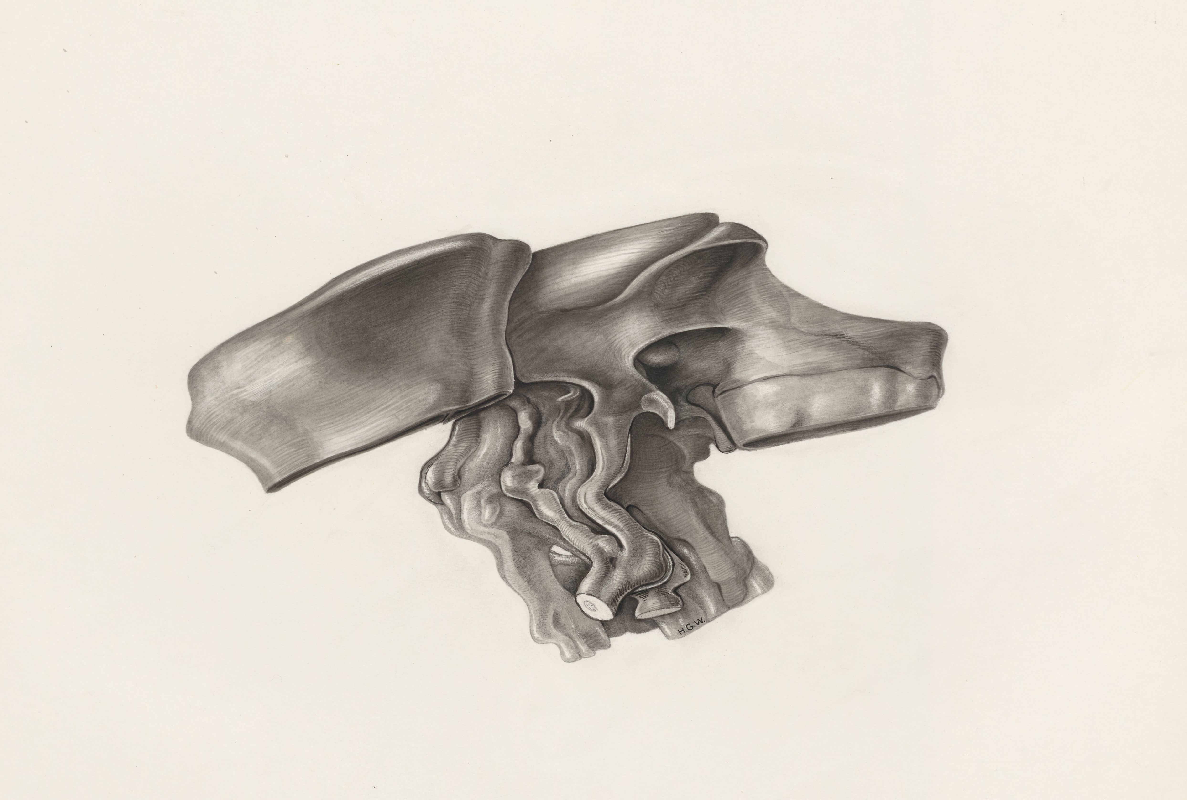 Muscular tissue of the hand or fingers