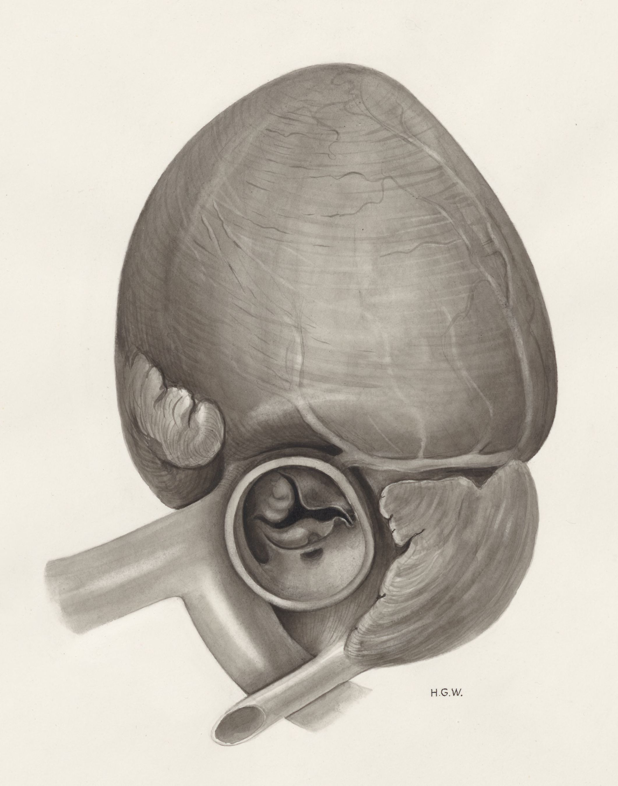 Heart and adjacent organs