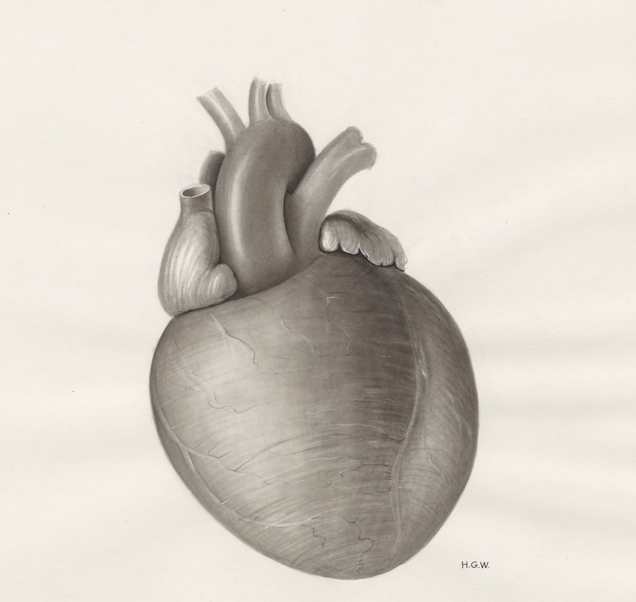 Heart and adjacent organs