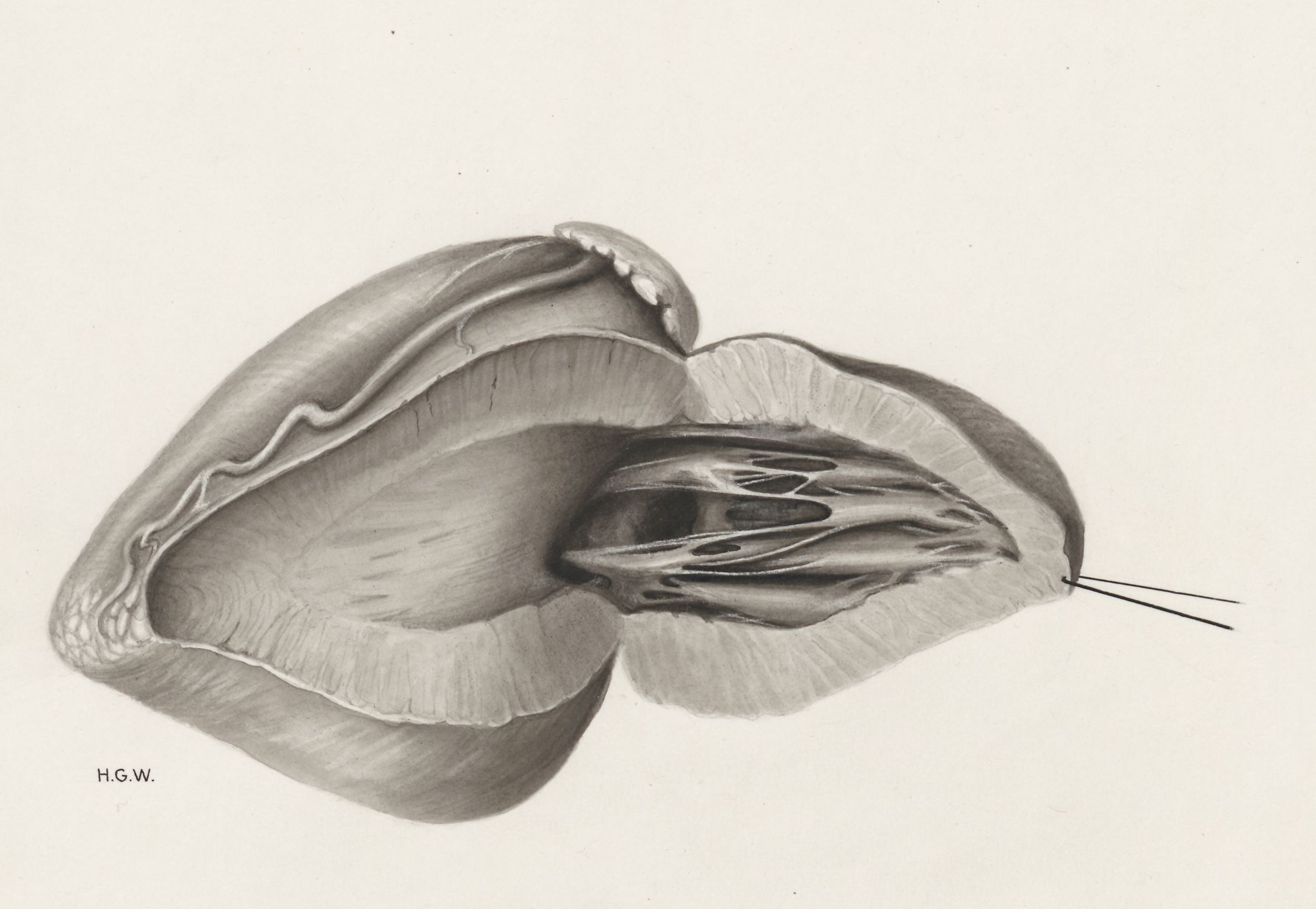 Heart and adjacent organs