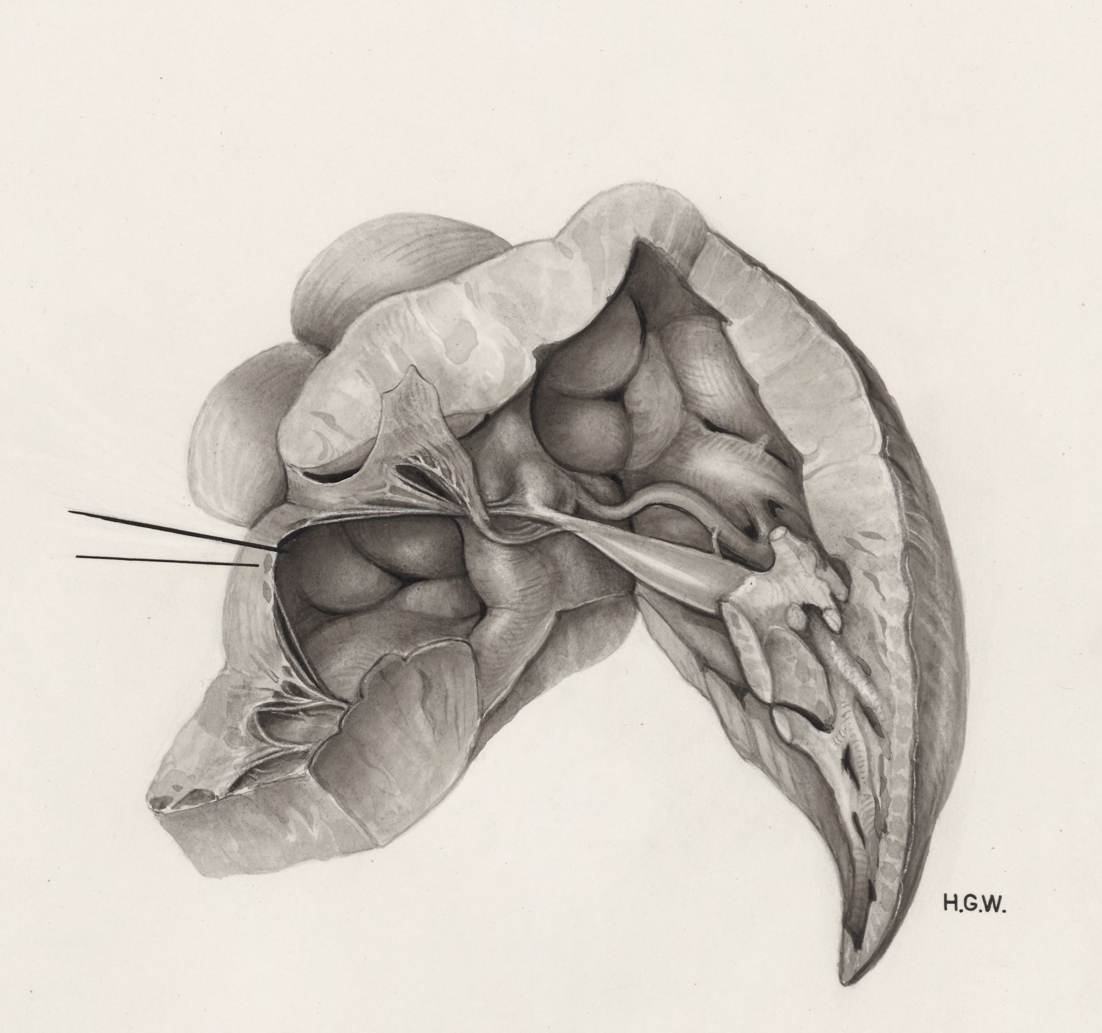 Heart and adjacent organs