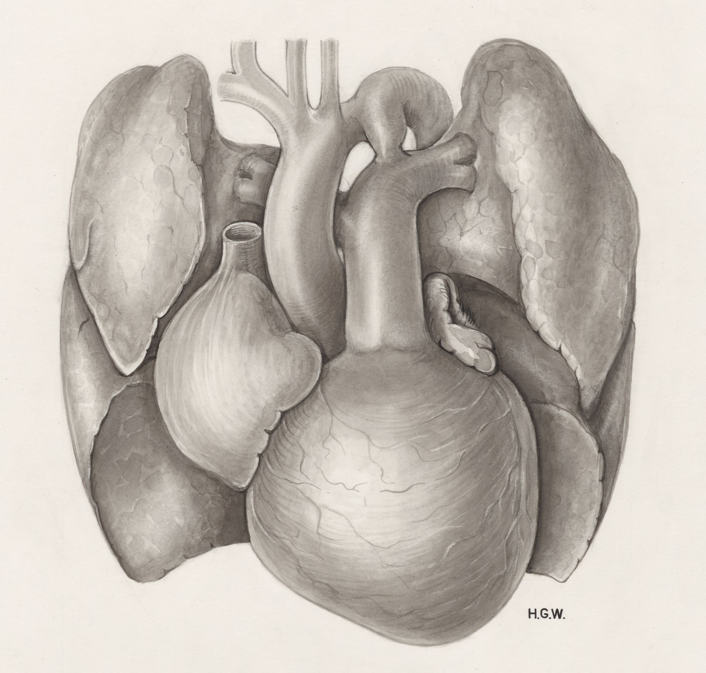 Heart and adjacent organs