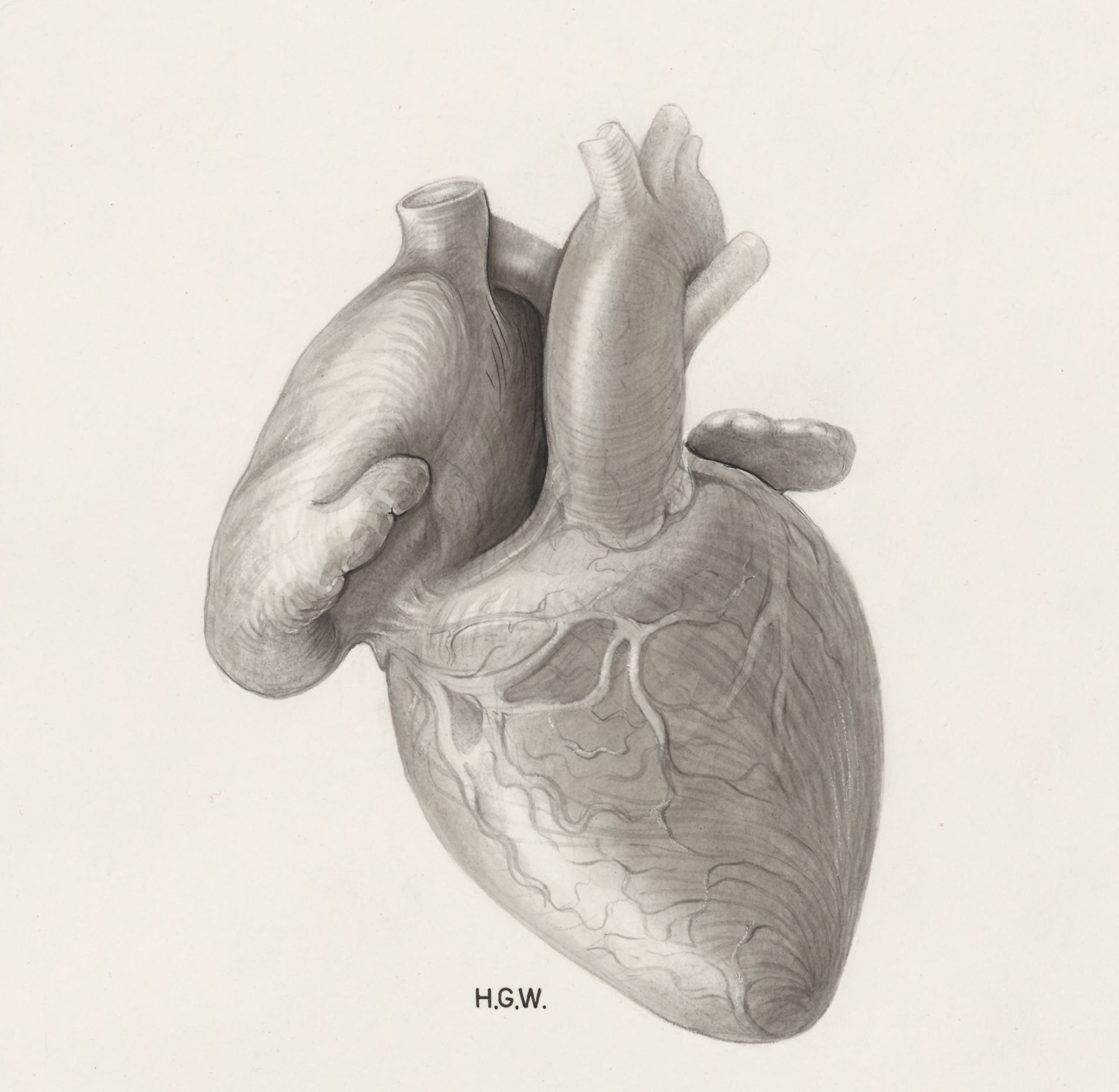 Heart and adjacent organs