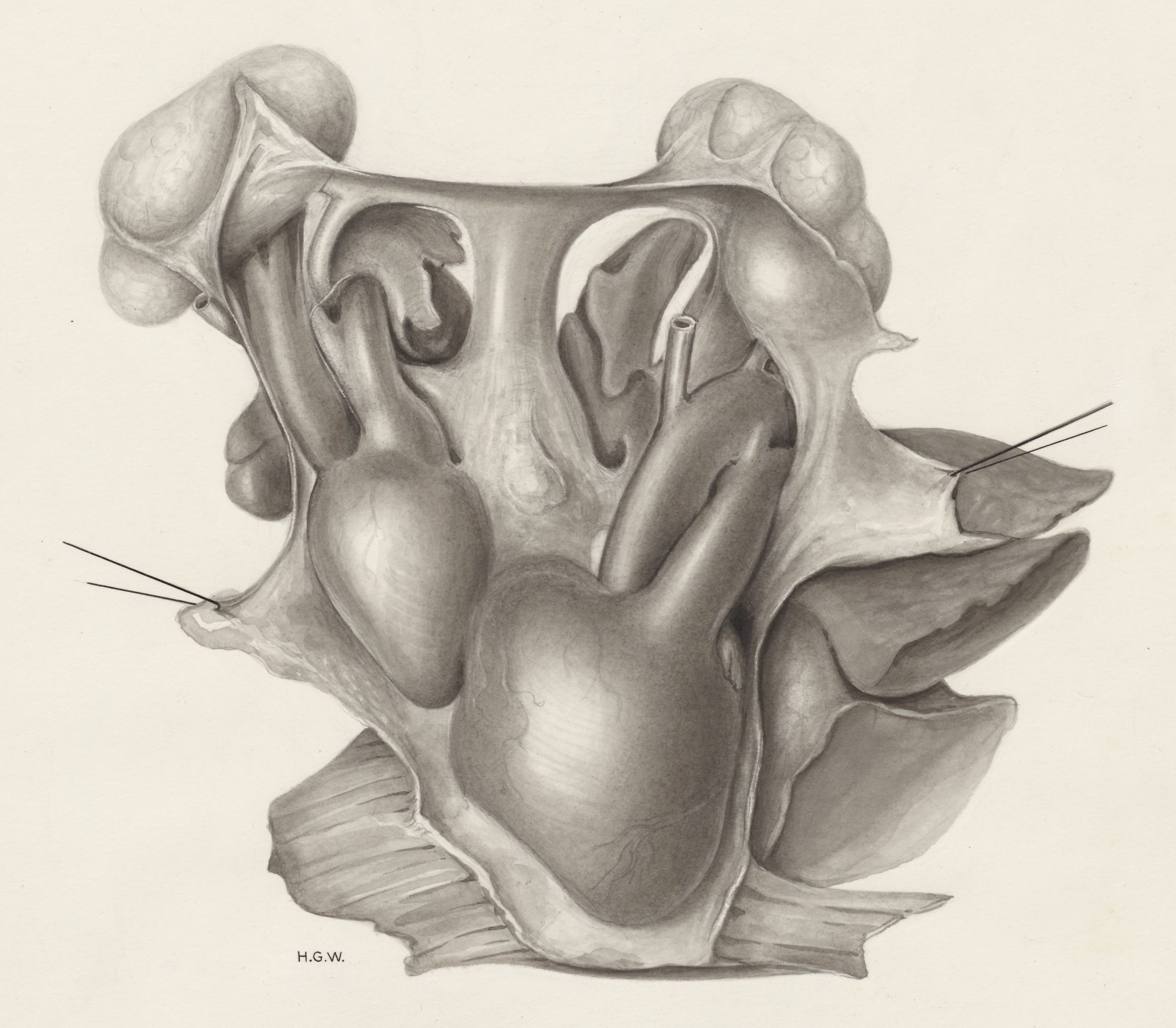 Heart and adjacent organs