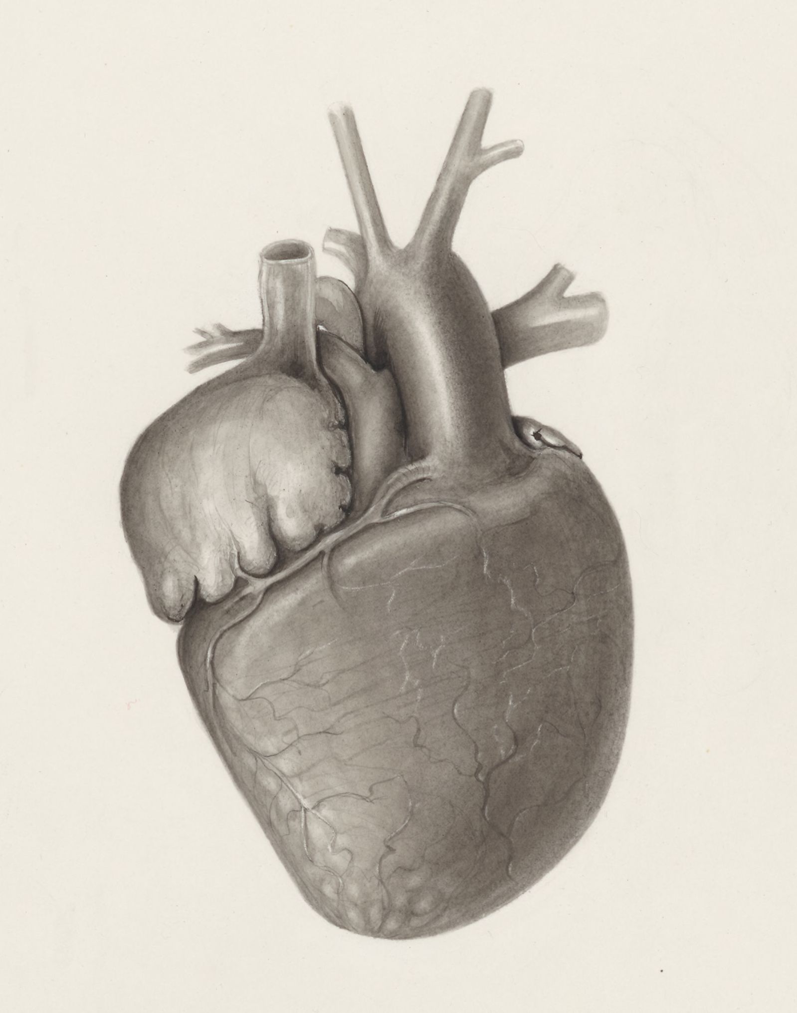 Heart and adjacent organs