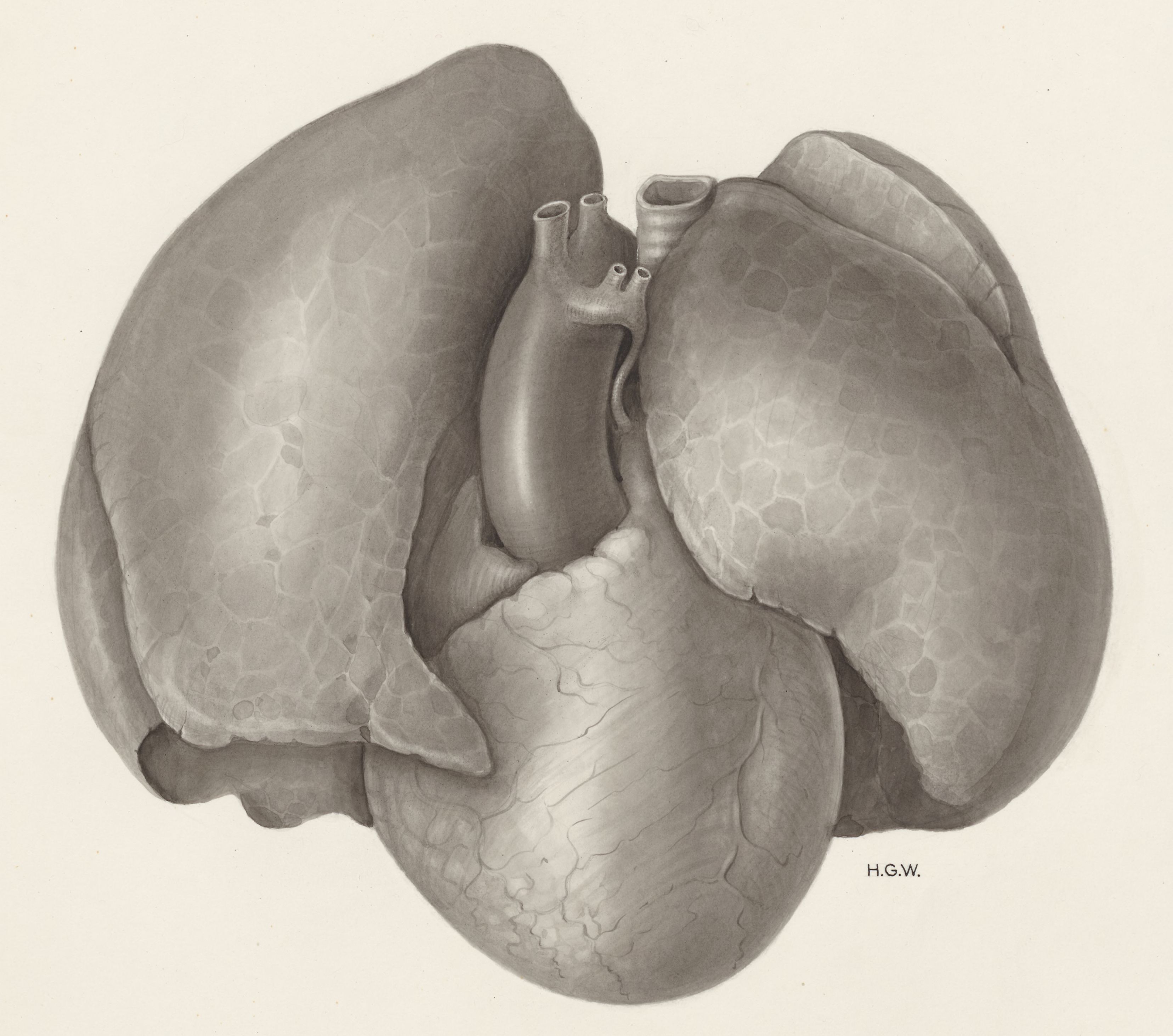 Heart and adjacent organs