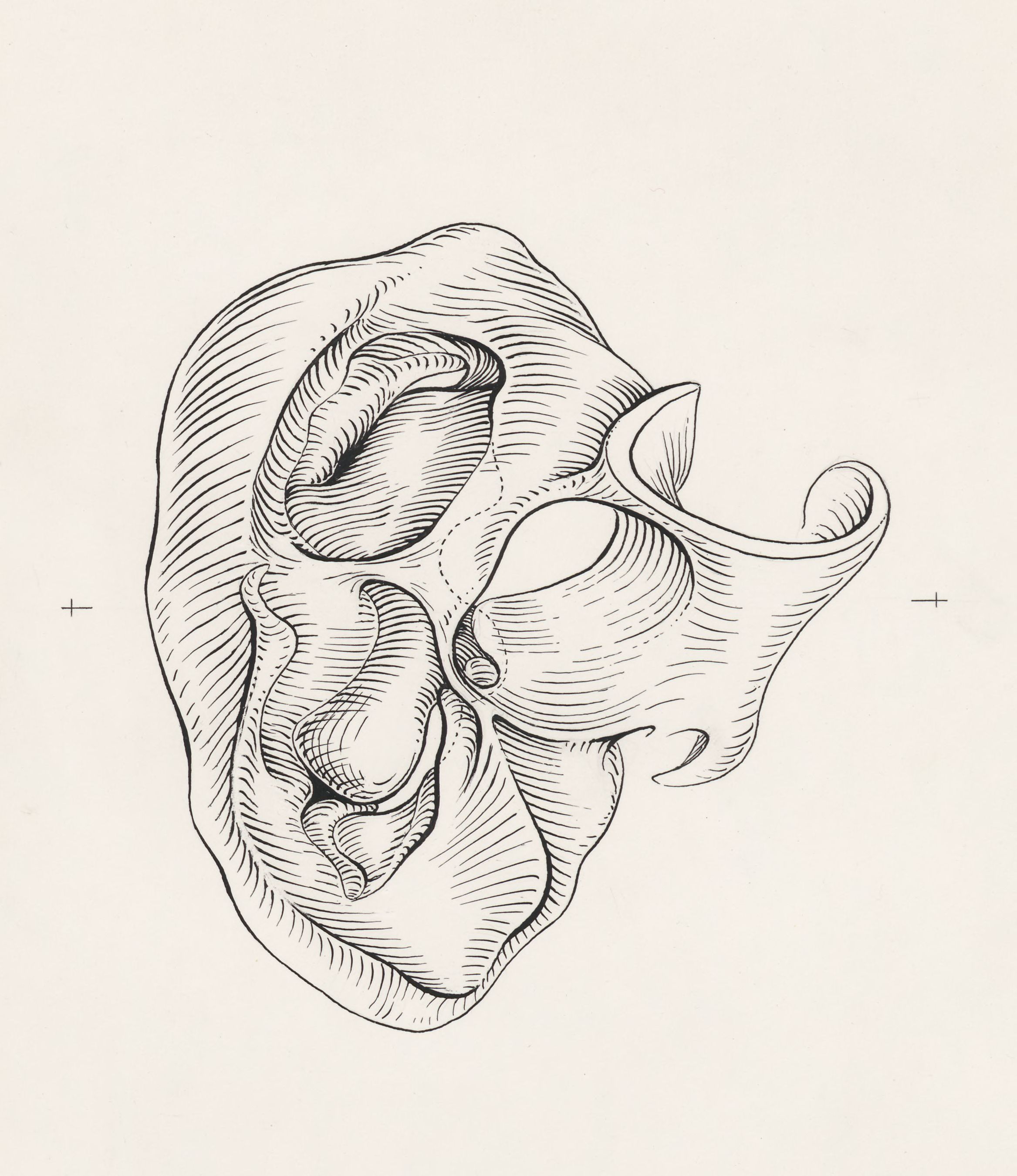 Cross section of a heart