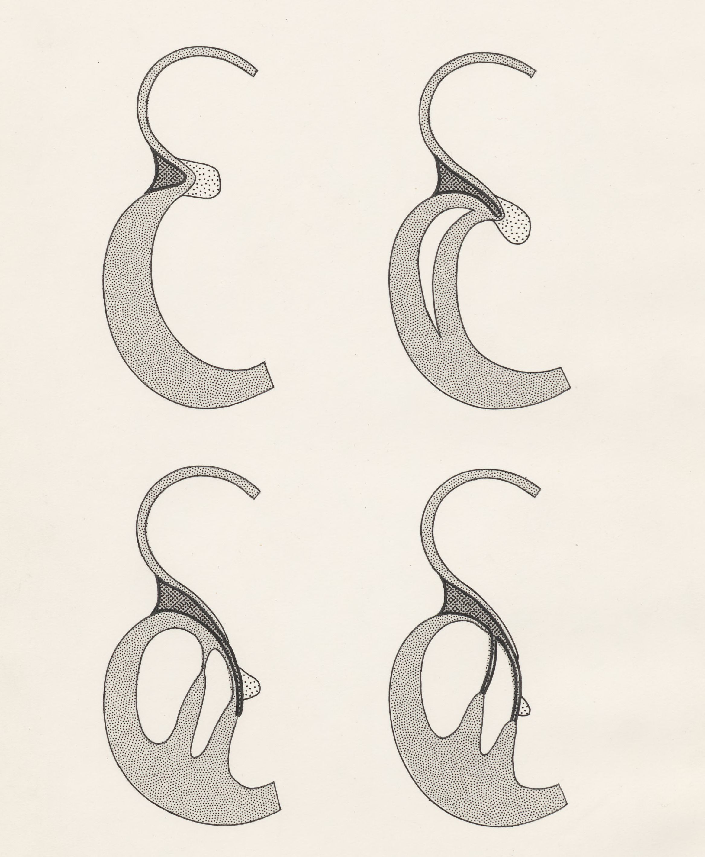 Schematic representation of a part of the heart